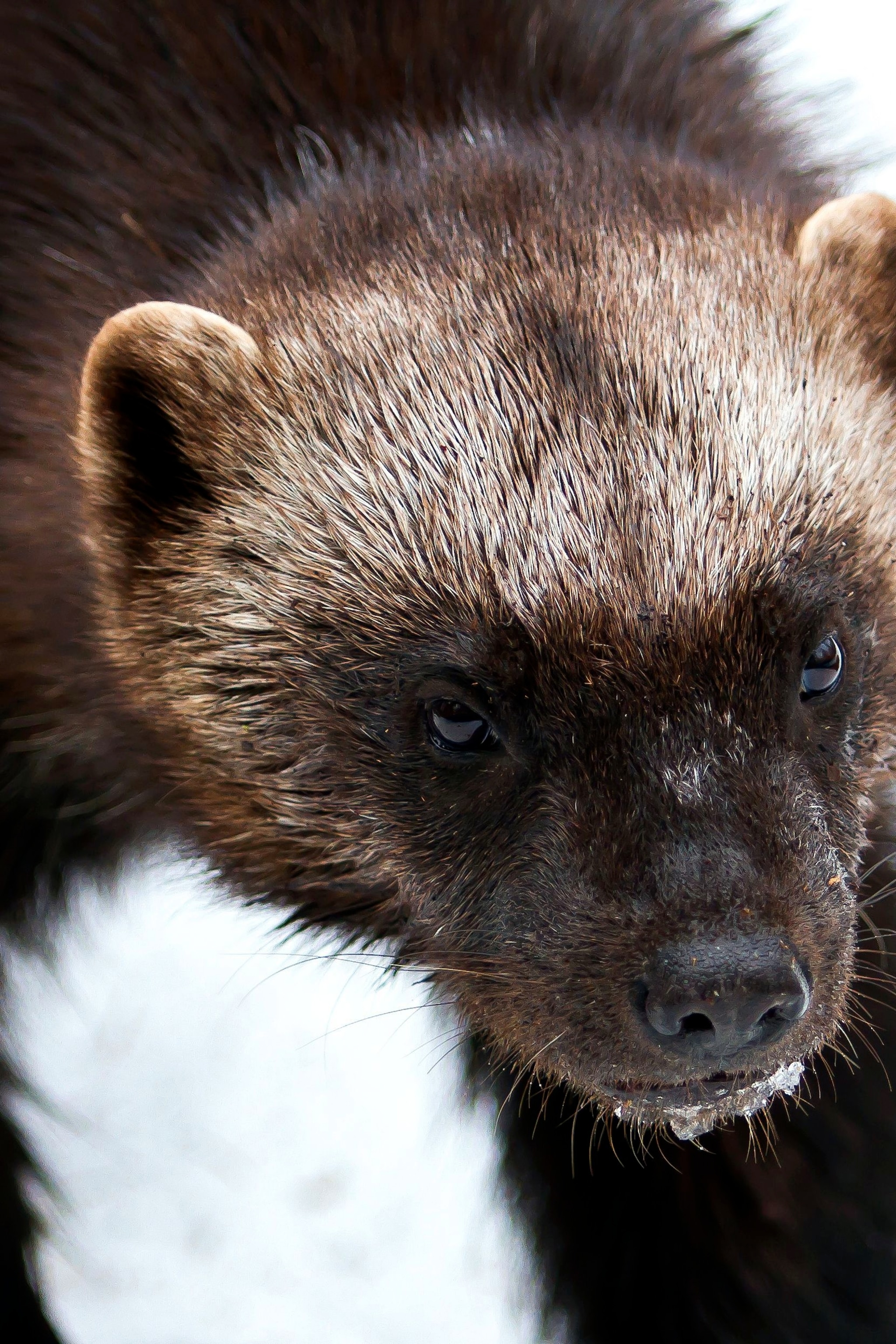 Were Do Wolverines Live