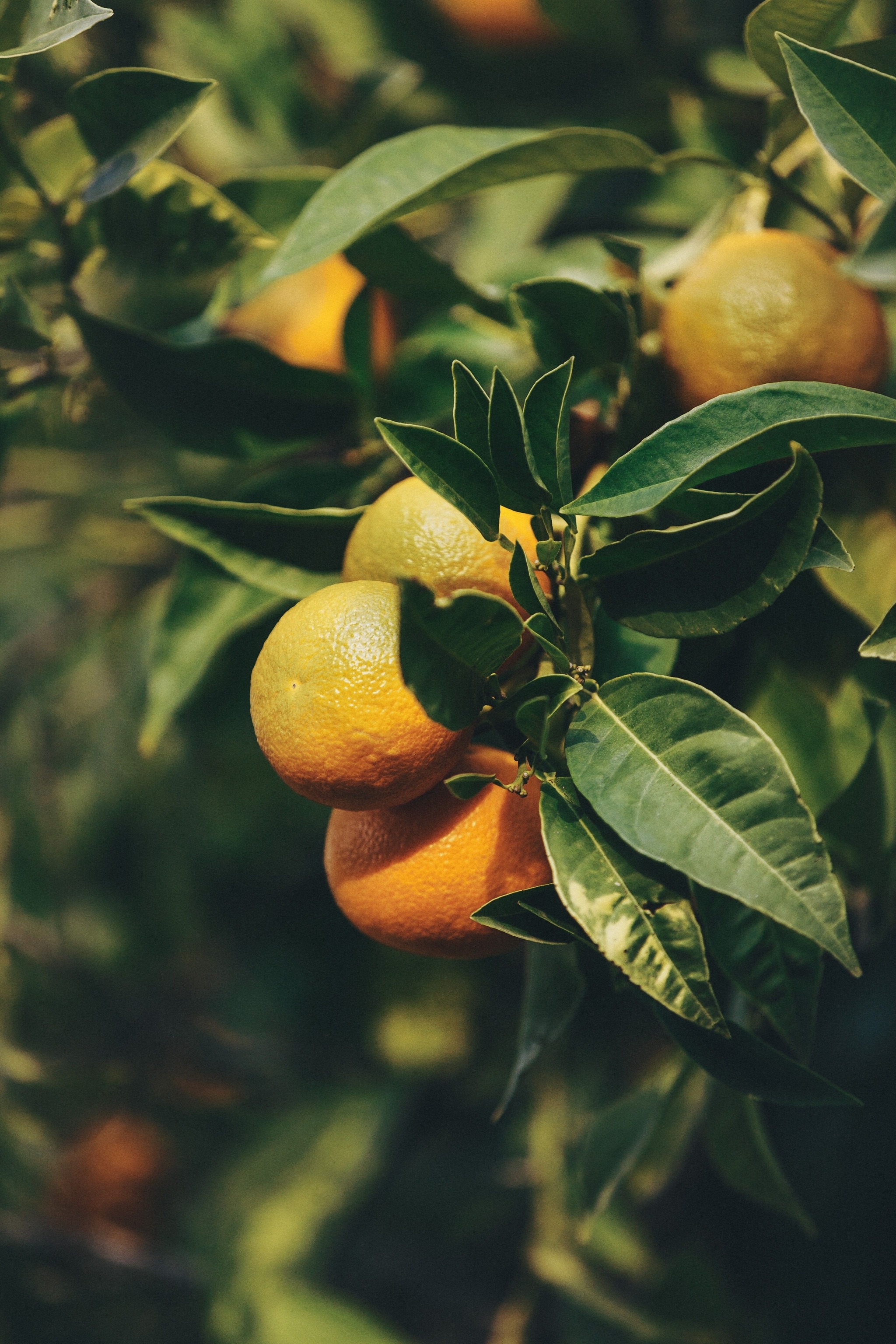 Oranges in the gardens of the Generalife, part of the Alhambra complex.