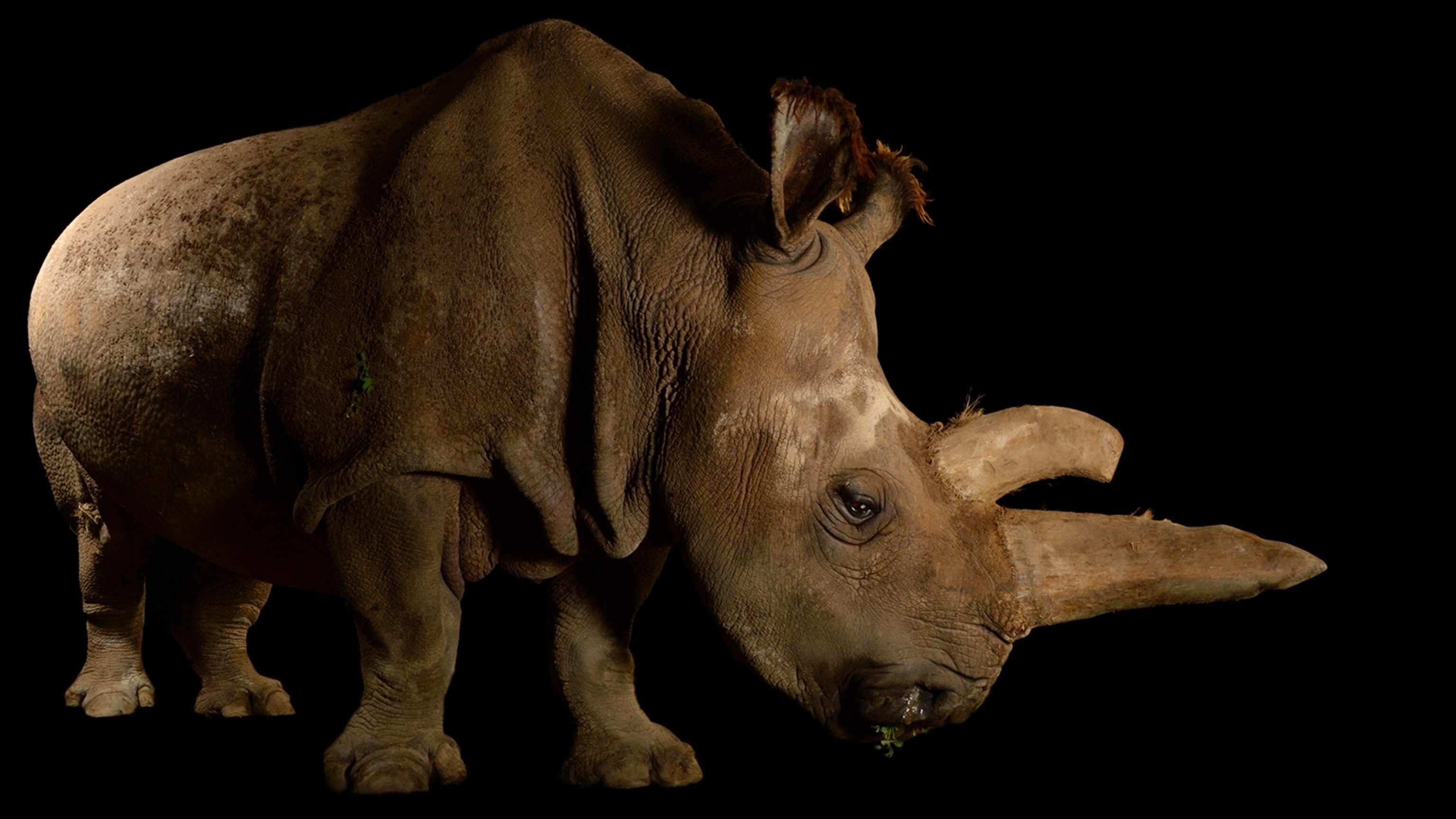 rino白米20キロ 01whiterhino_16x9.jpg?w=1200