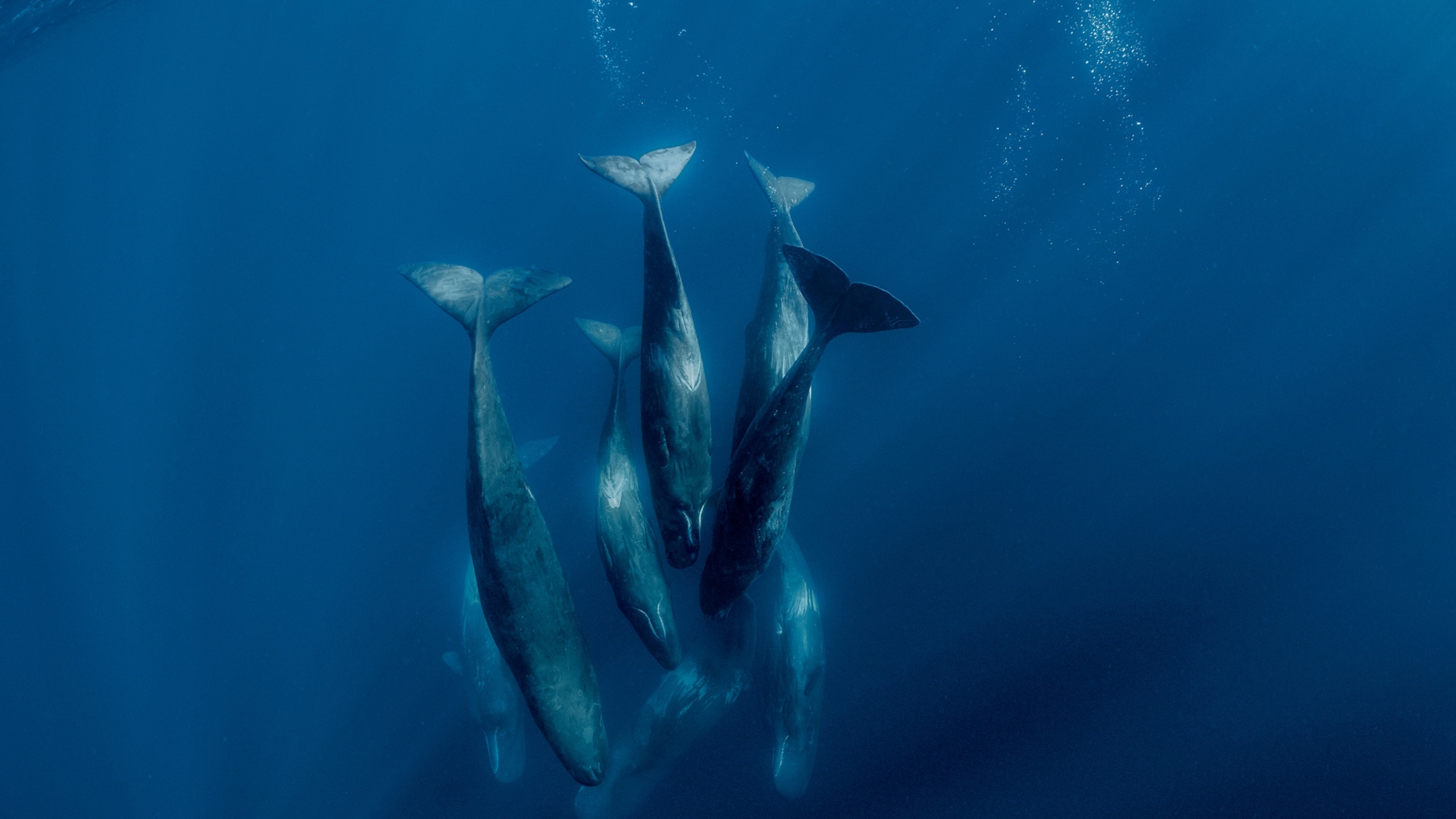 How OceanX is revolutionizing ocean exploration