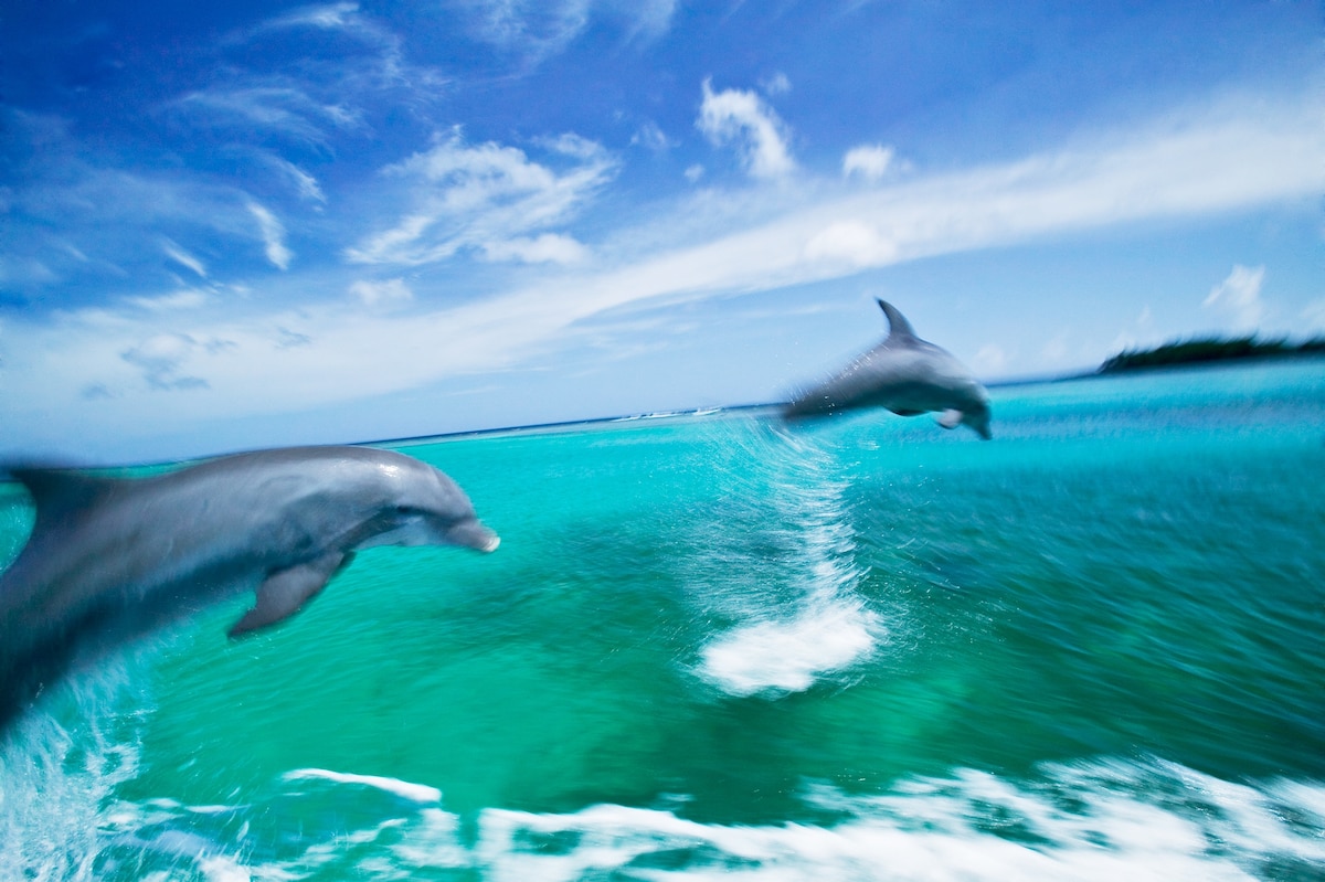 Mystery Solved How Do Dolphins Swim So Fast?