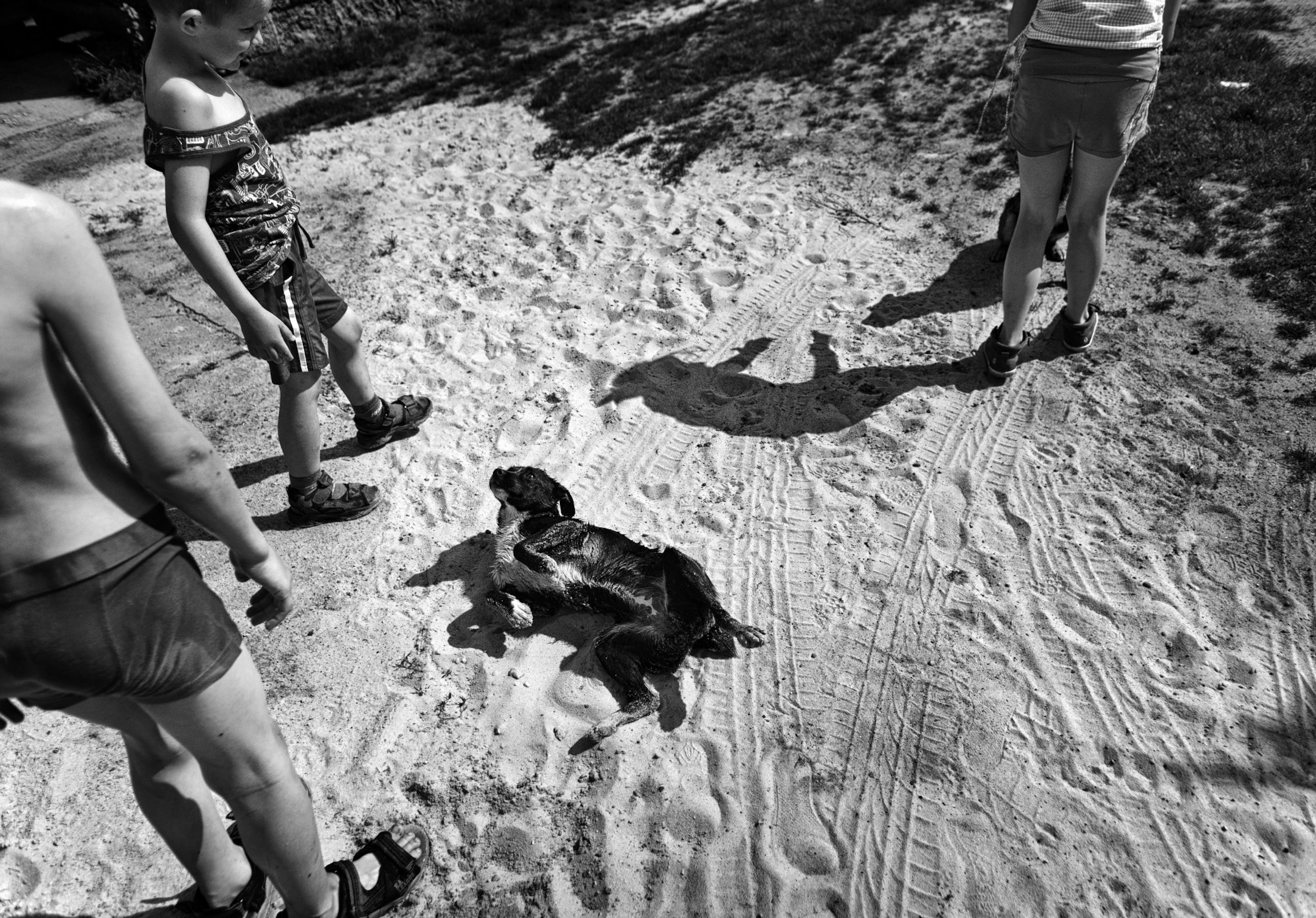 kids playing with a dog