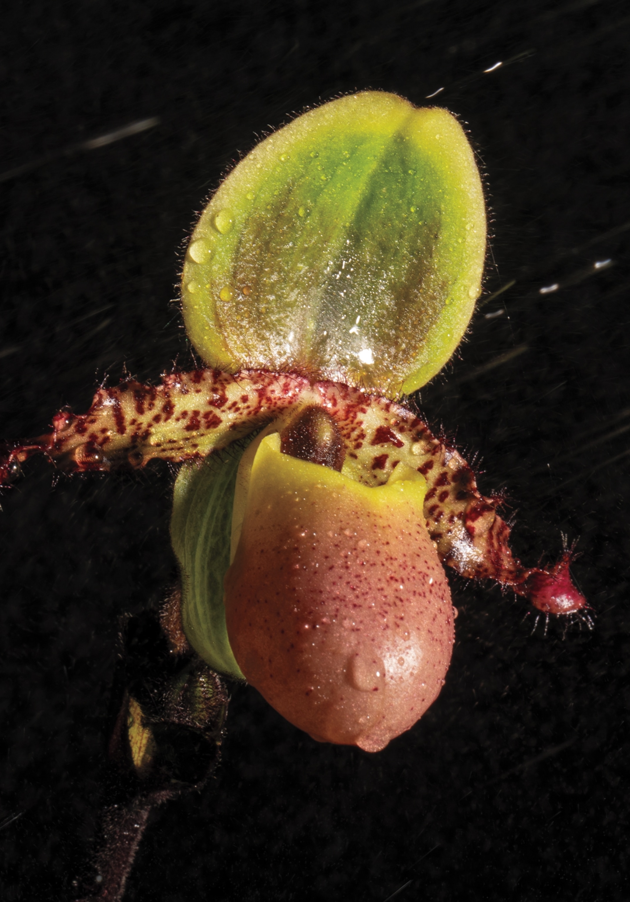 Orchid with pouch.