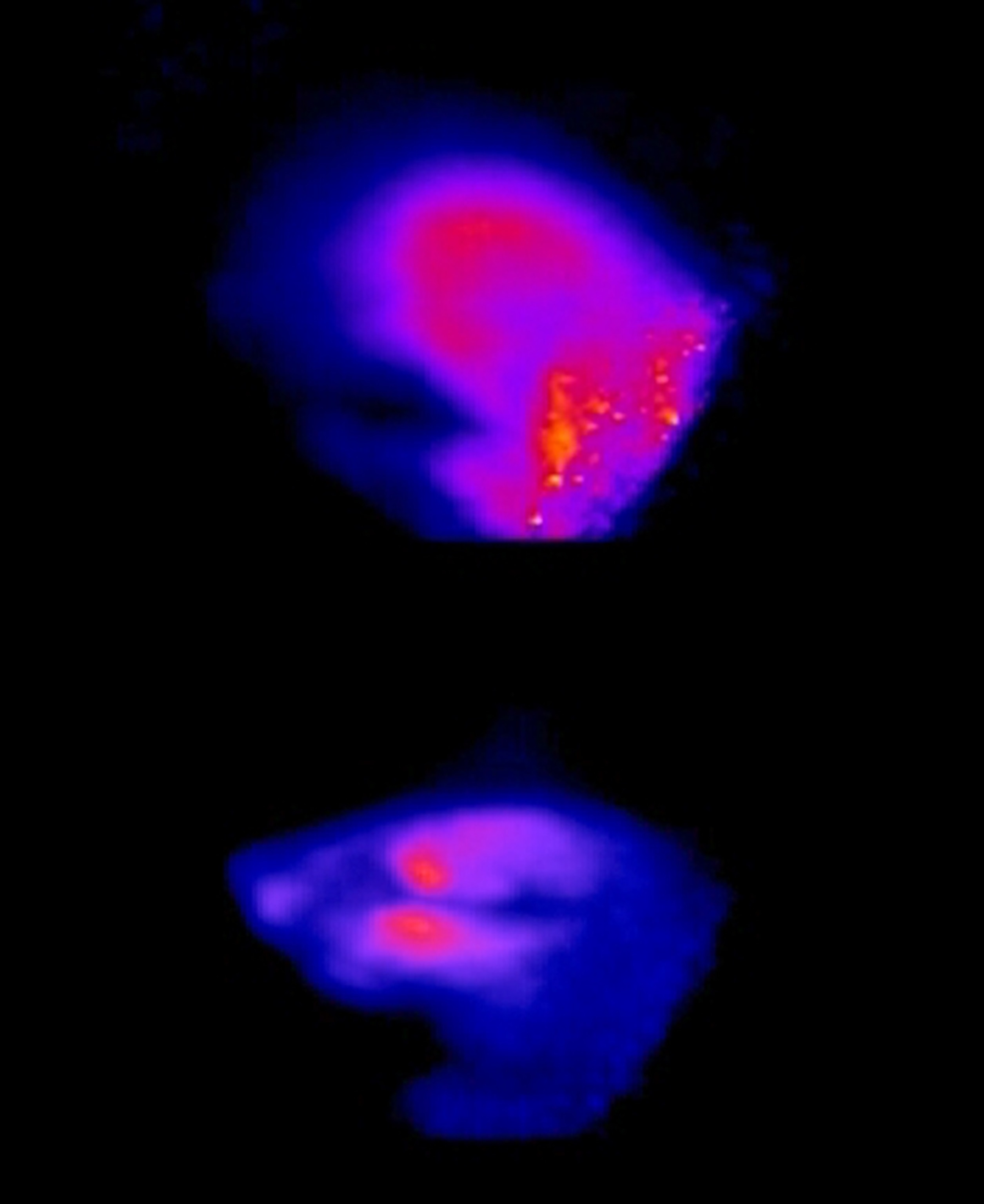 Rat-brain picture: highly commended in the Extreme Imaging competition