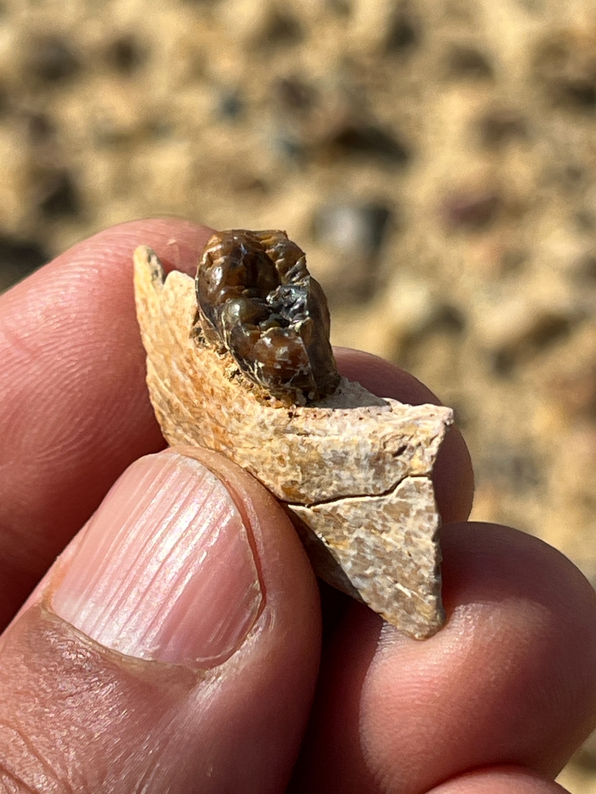 Close-up of a hand holding a small fossilized tooth fragment against a blurred earthy background. The tooth appears dark and embedded in light bone.