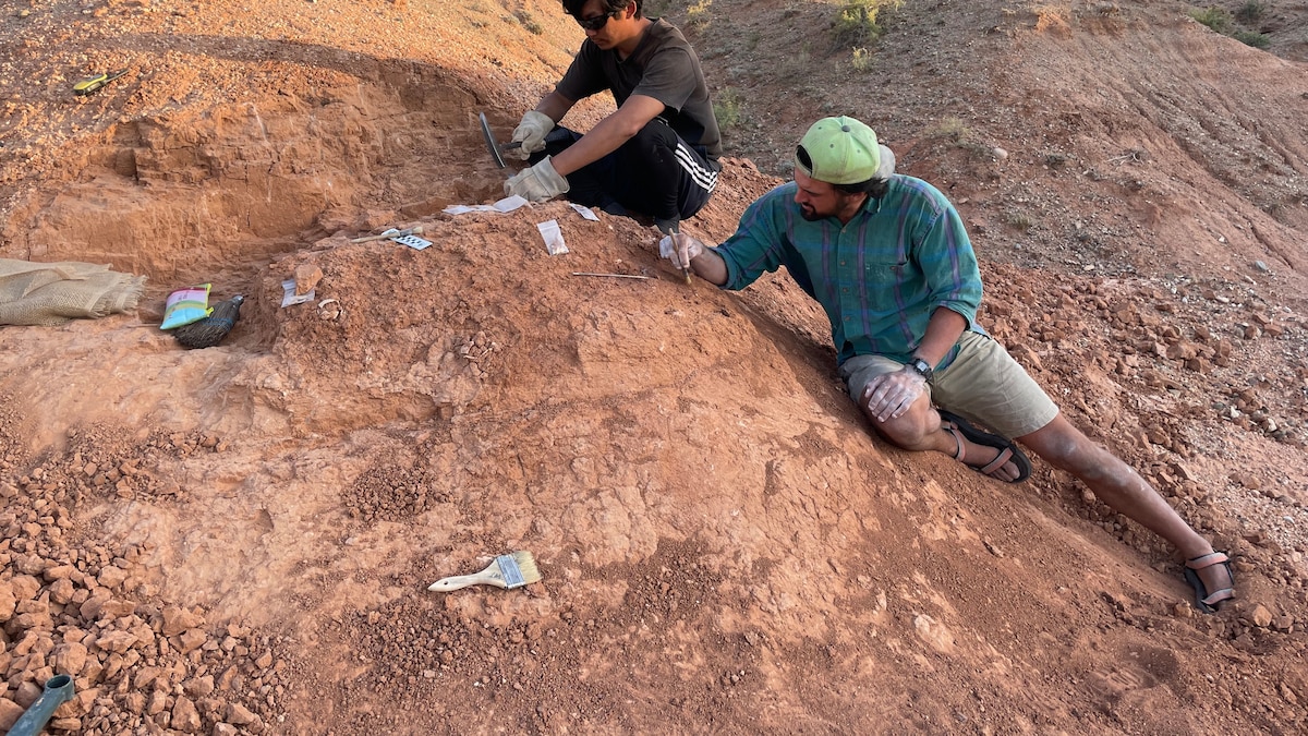 Fossilized eggs reveal new way to date the Age of the Dinosaurs