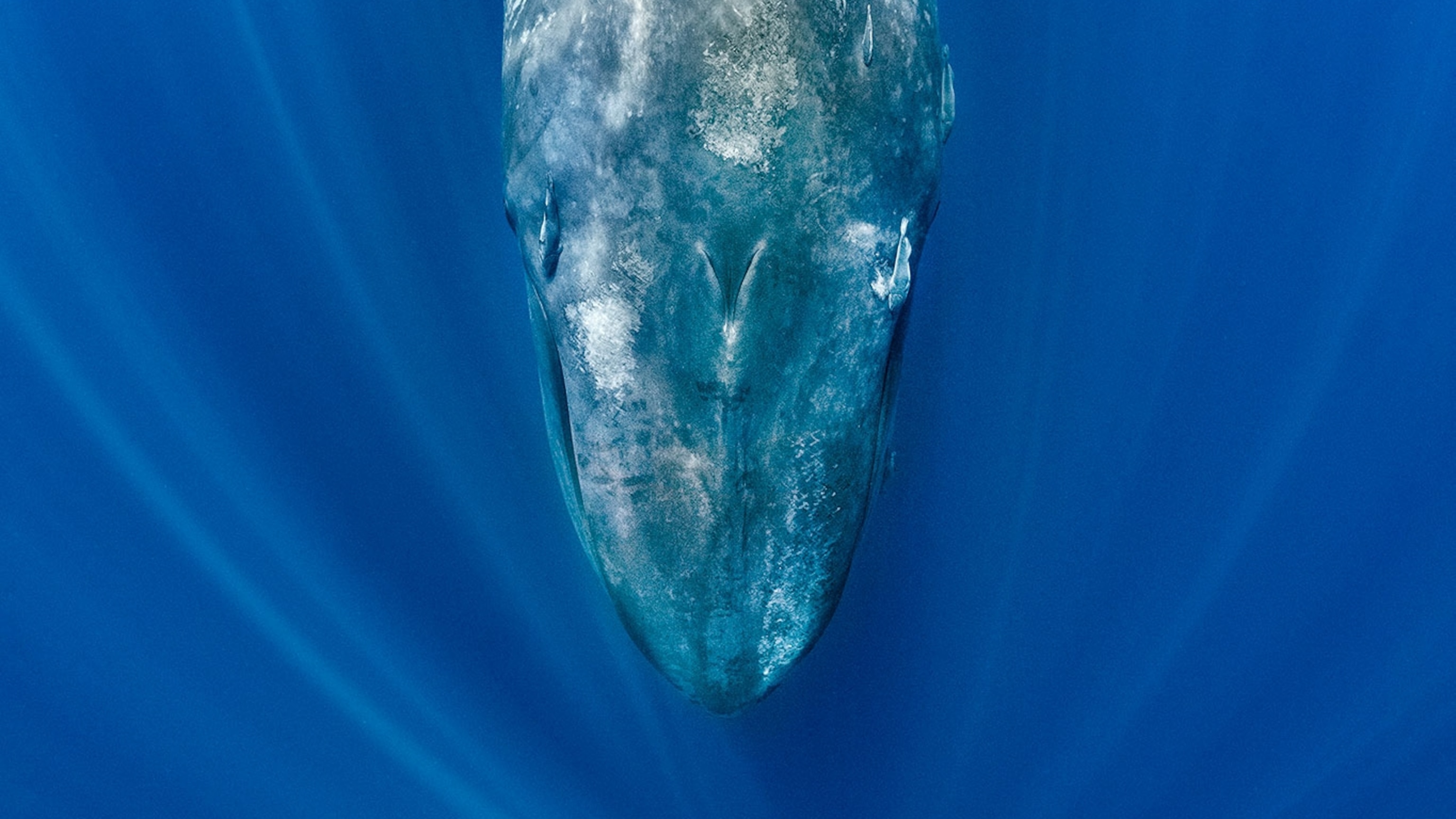 Blue Whales Are Going Eerily Silent And Scientists Say It S A Warning Naturepl 01628815 16x9