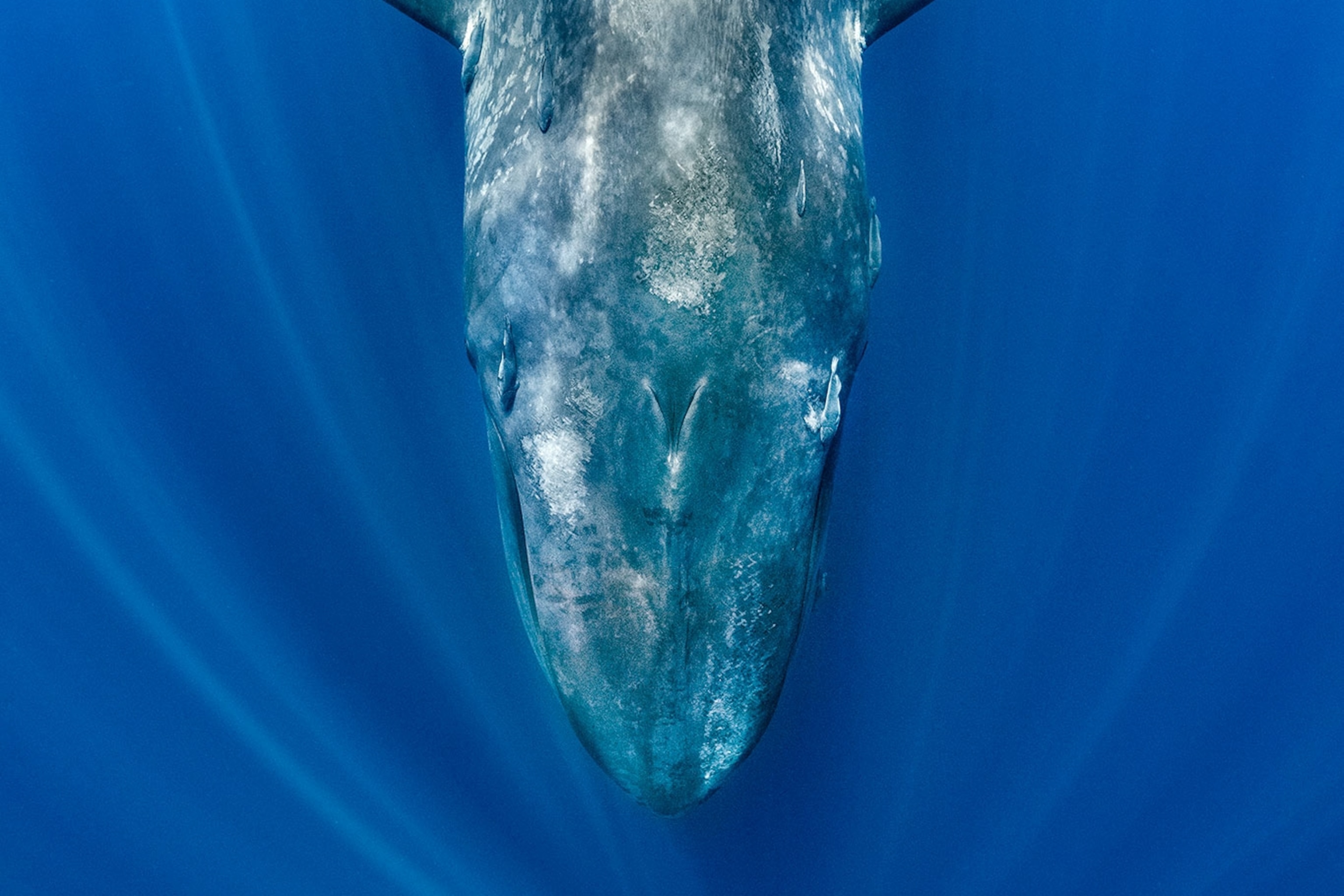 National Geographic | National Geographic
