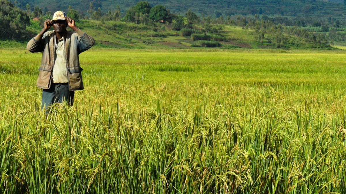 Africa and China Agriculture The New Breadbasket?
