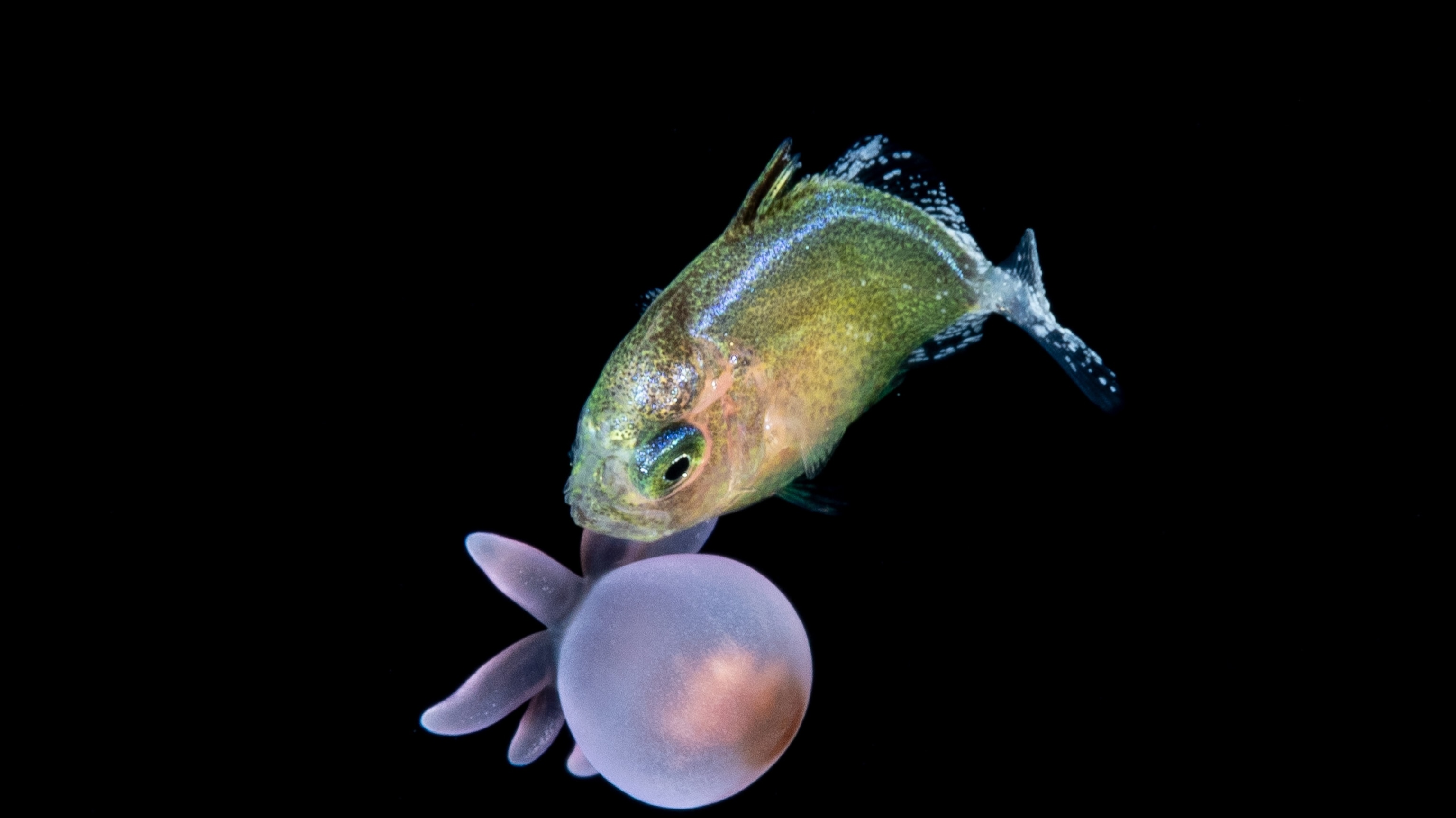Want to survive in the dark ocean? Use a stinging shield.