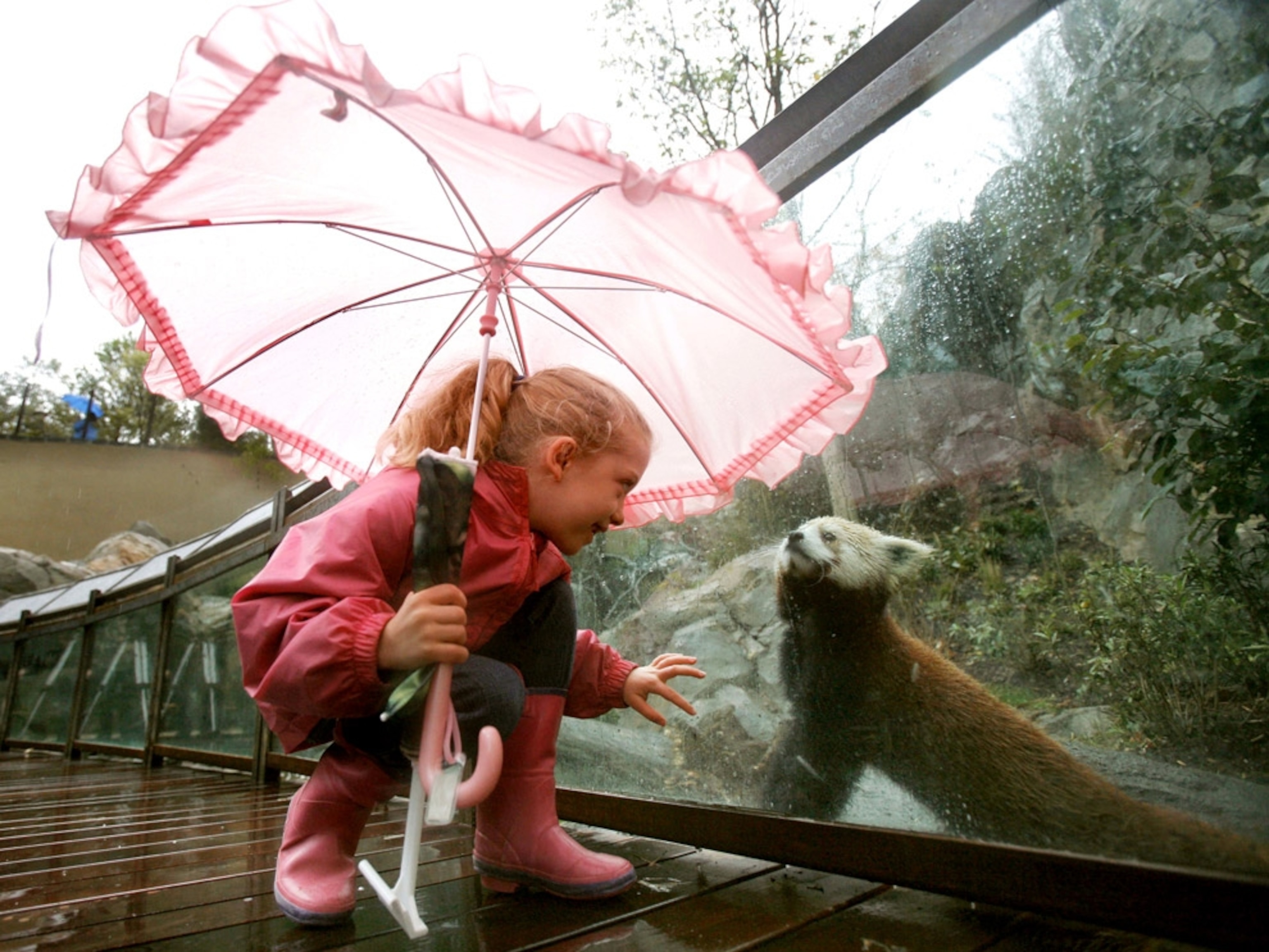 Red panda at the National Zoo