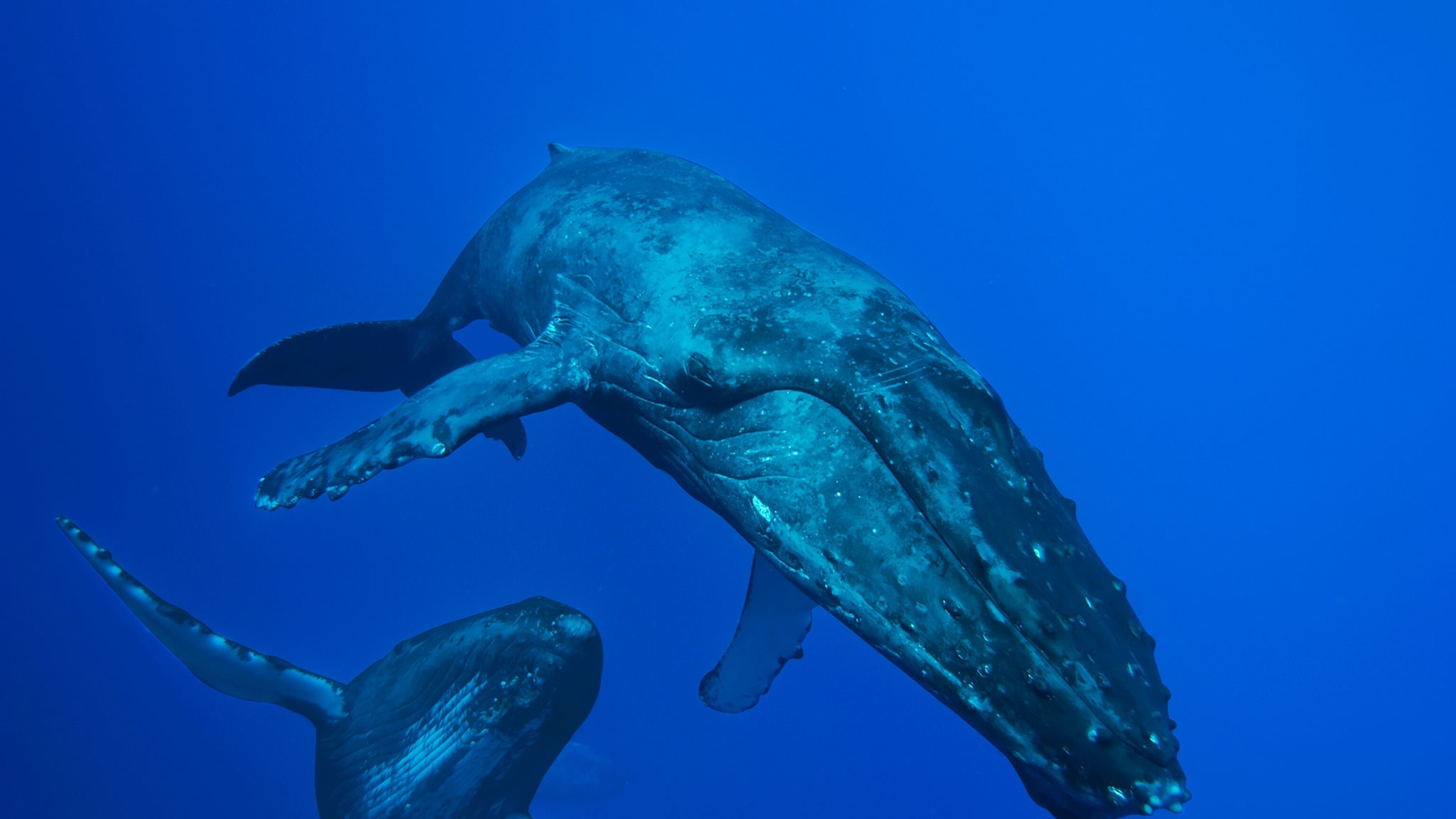 01humpbacksong_16x9.jpg?w=1200