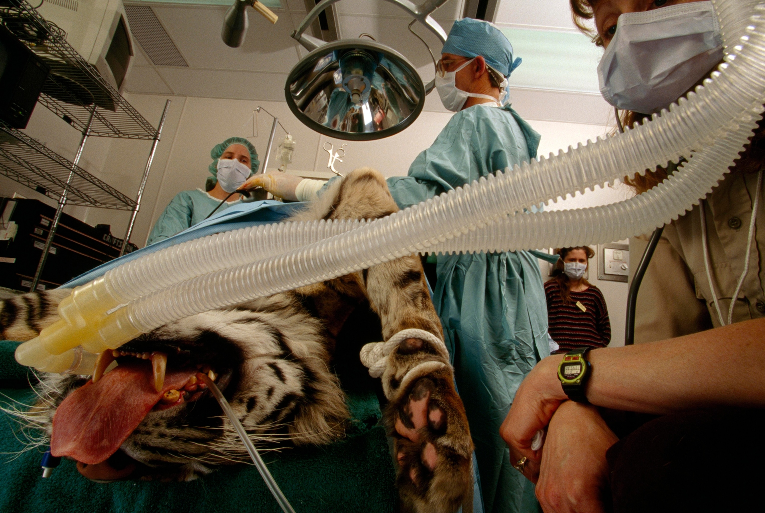Dr. D. Armstrong plants semen of a Sumatran tiger in the zoo's female.