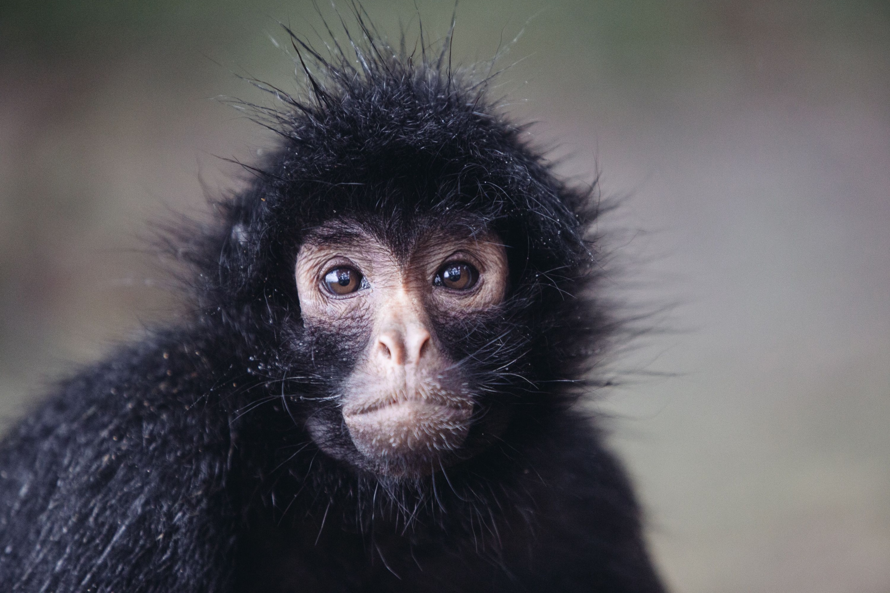 Spider Monkeys National Geographic