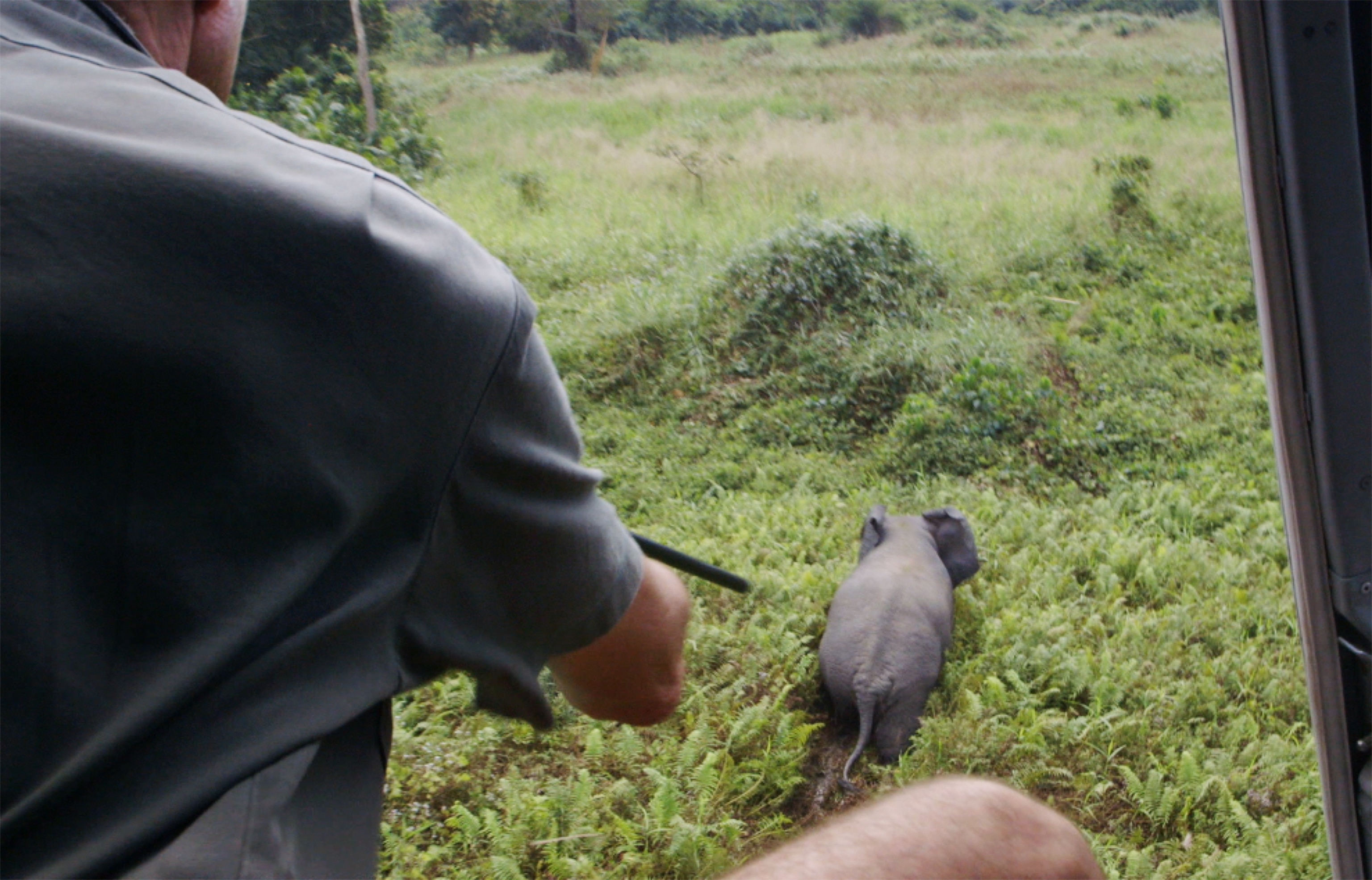 an elephant in a truck.