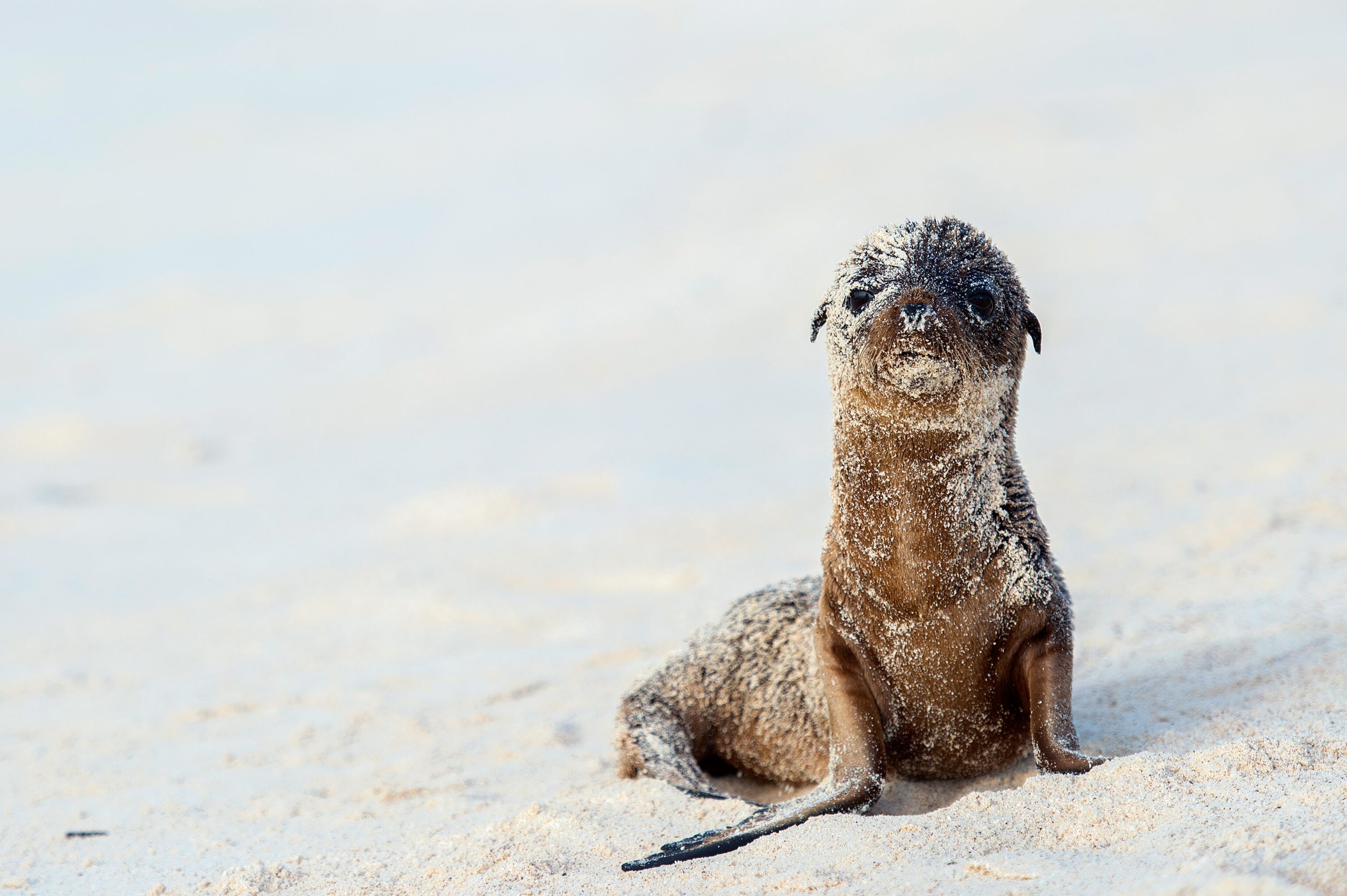 a sea lion on a beach on Isla Espanola, Galapagos