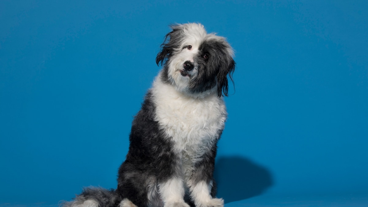 Dogs understand praise the same way we do. Here's why that matters.