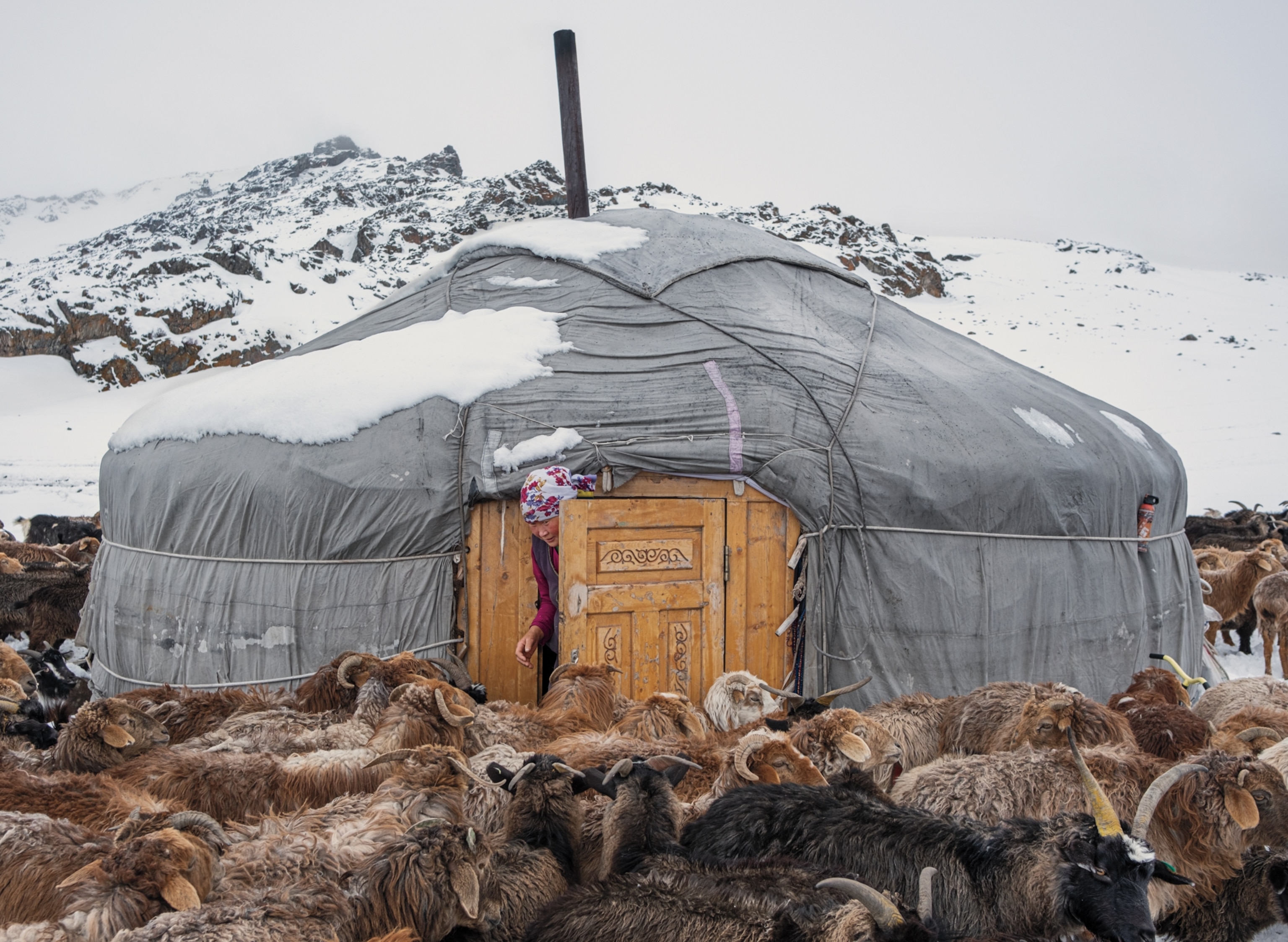 Woman poking her head out of her yurt to tend to her animals.