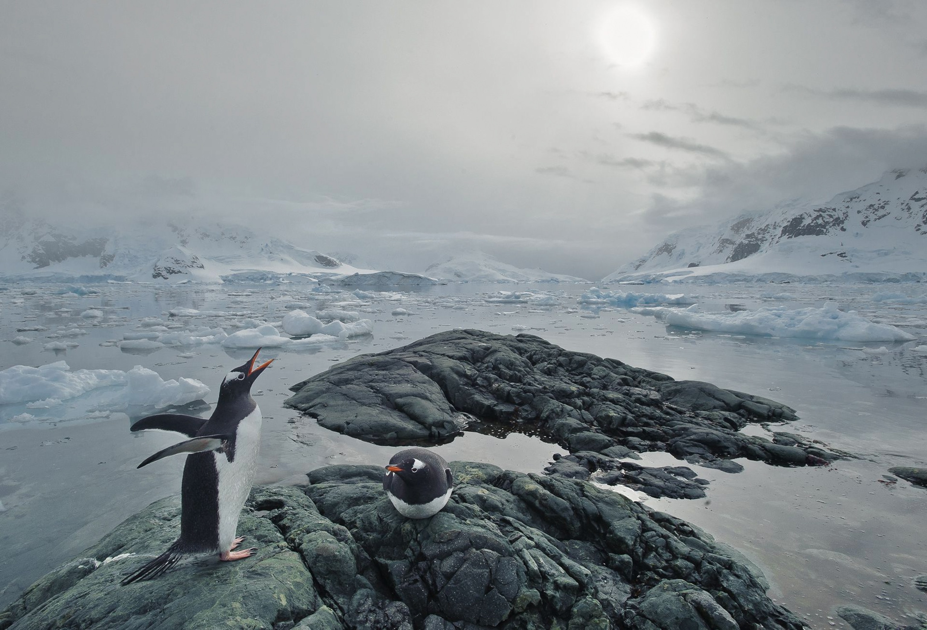 Gentoo penguin picture: one of the best bird pictures in a new contest