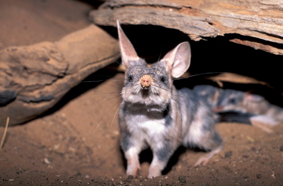Meet the bilby, Australia's own 'Easter bunny'