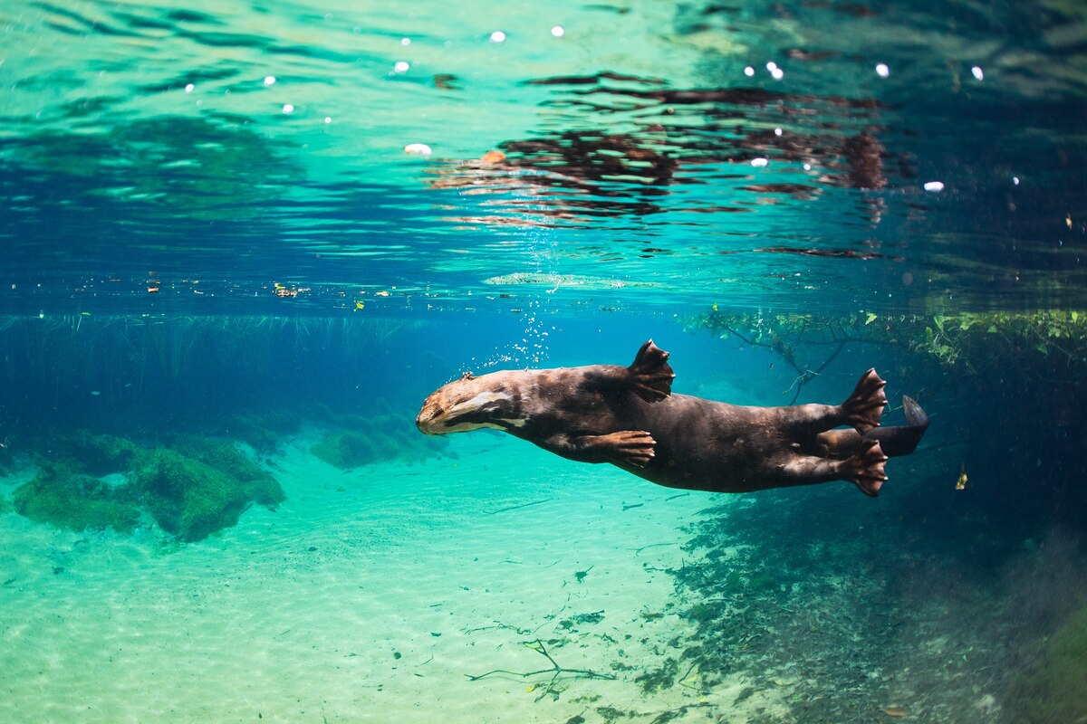7 Surprising Facts About the Giant River Otter