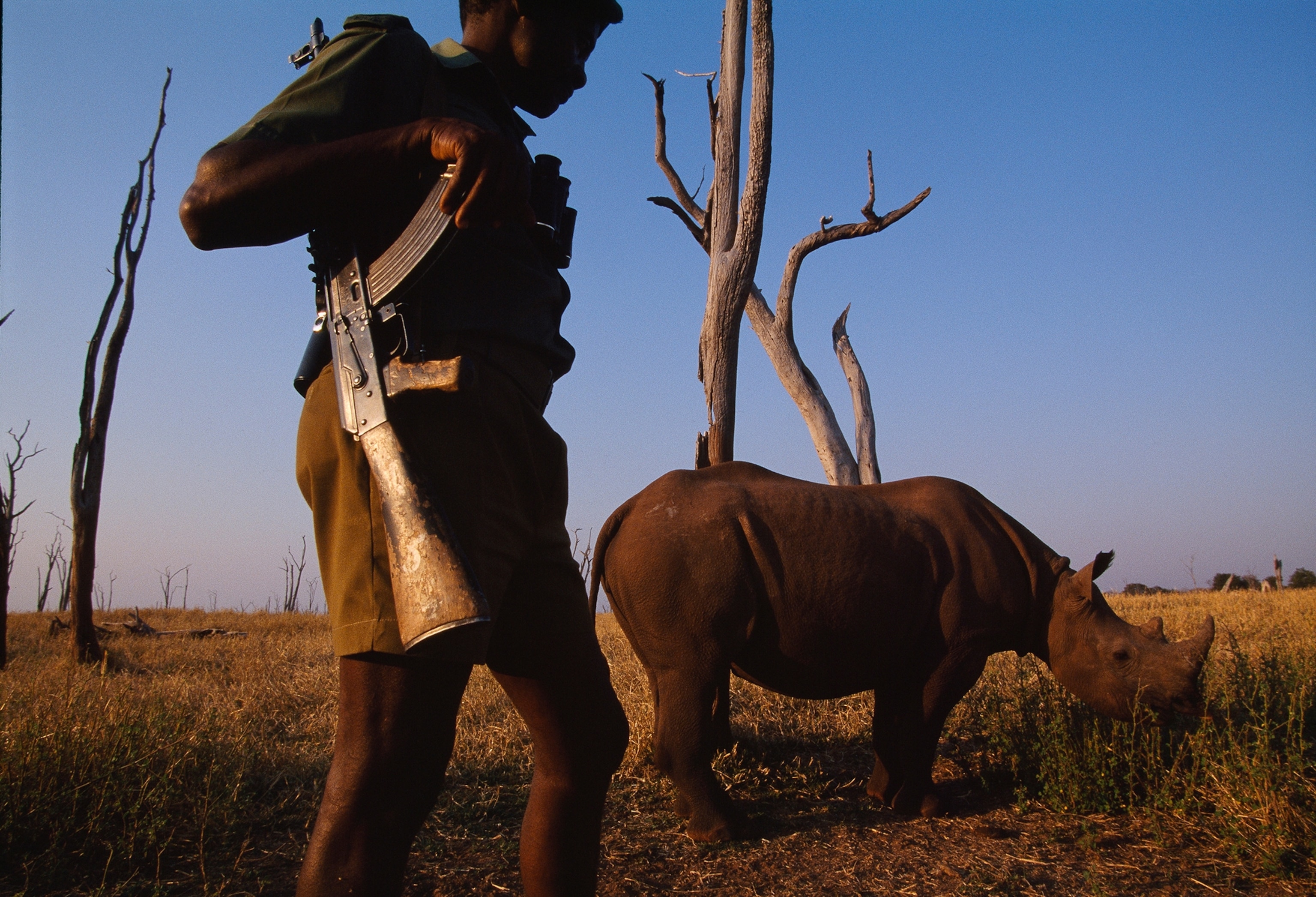 A game warden guards one of perhaps 30 black rhinos left in the park from poach ers.