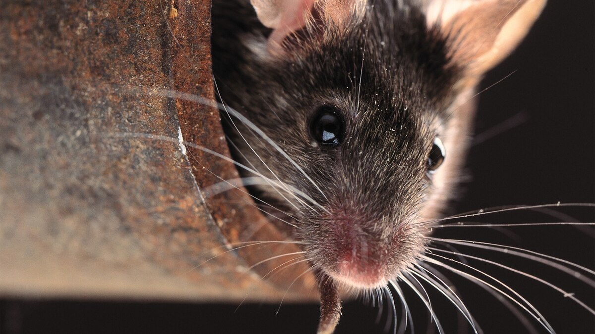 Singing Mice Learn New Tunes