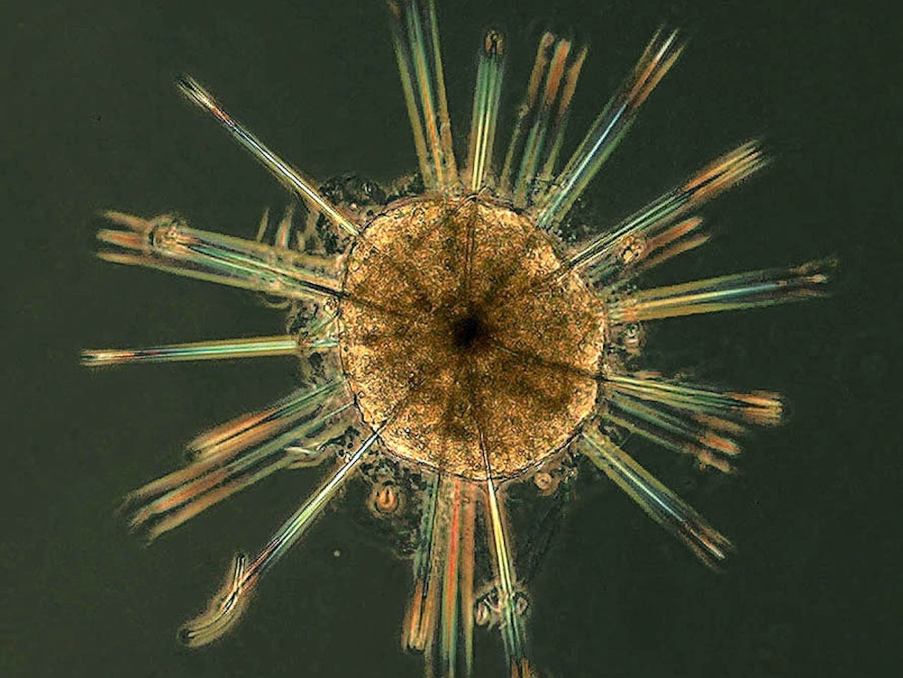 A star-shaped, single-celled organism