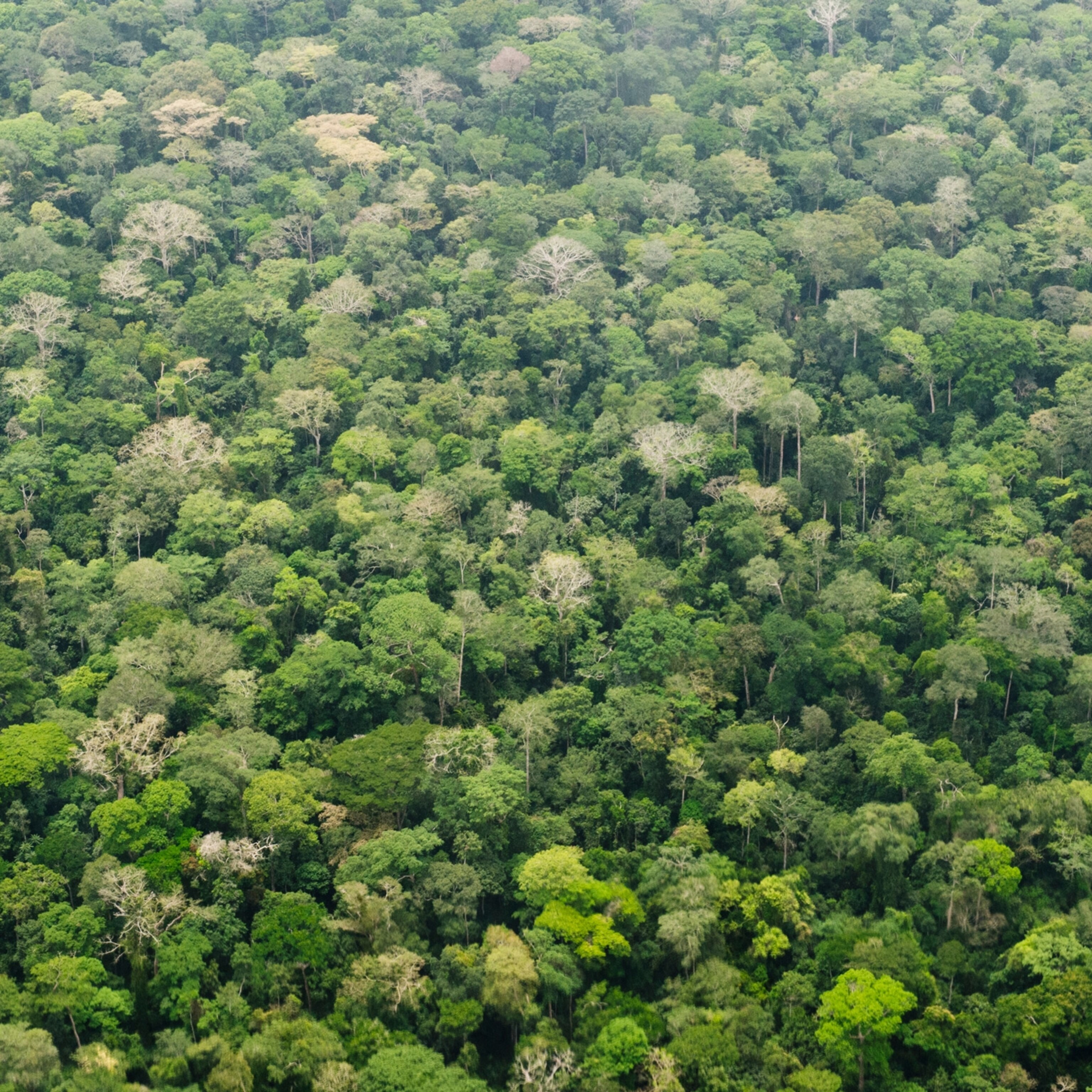 Tropical Deforestation Slowed In 2017 To The Second Worst Total Ever