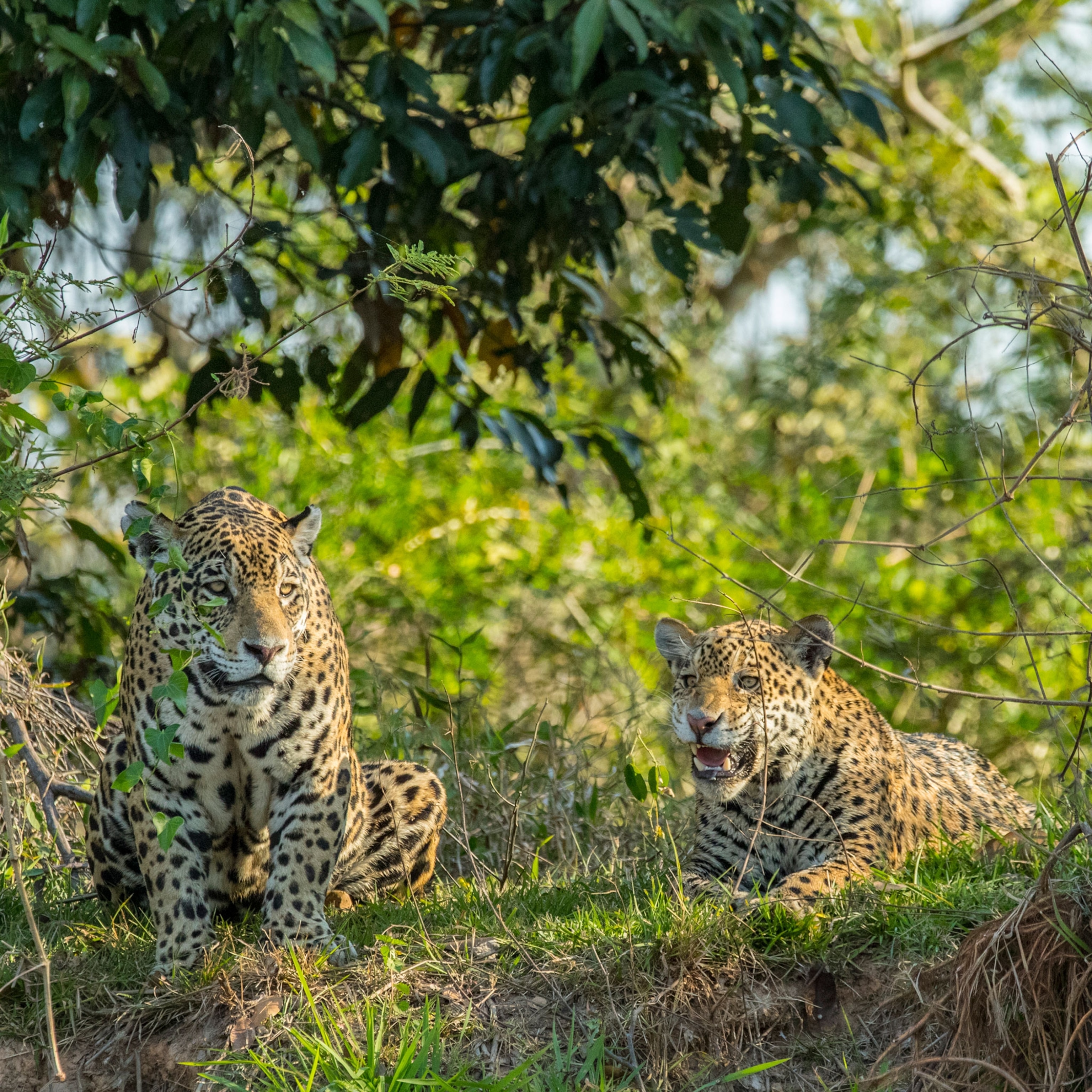 jaguar and cub