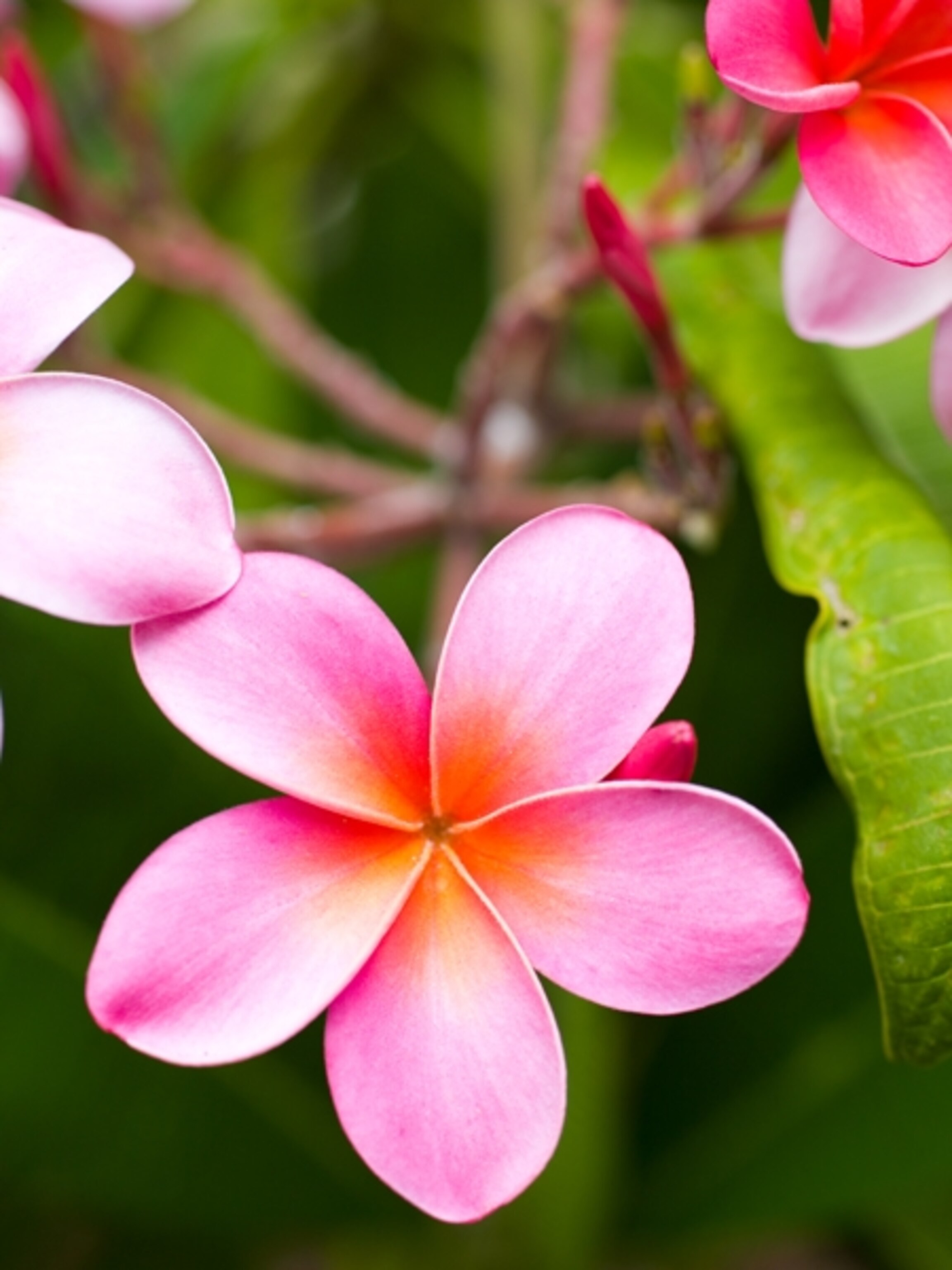 Plumeria blossoms, Maui, Hawaii