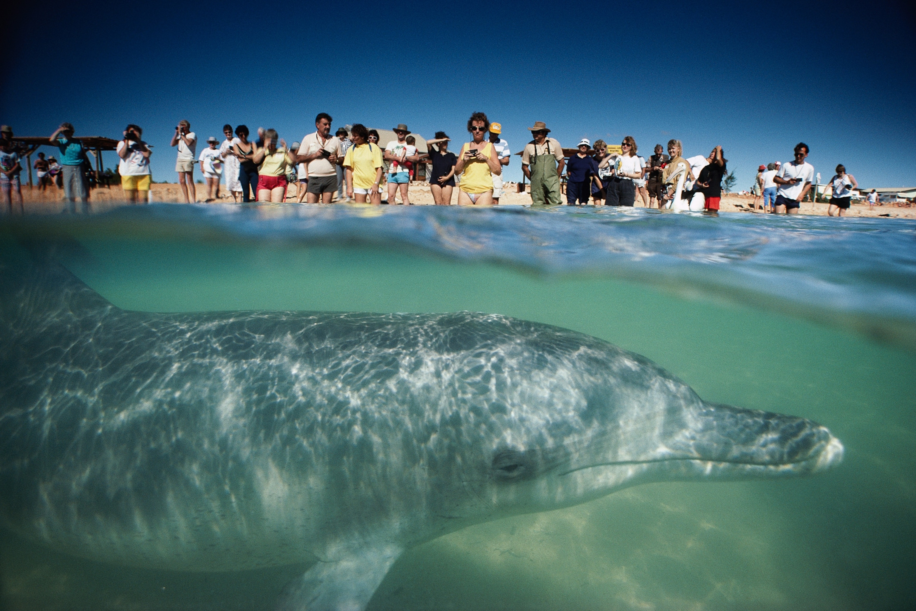 Tourists photograph a dolphin as it comes for company and free fish.