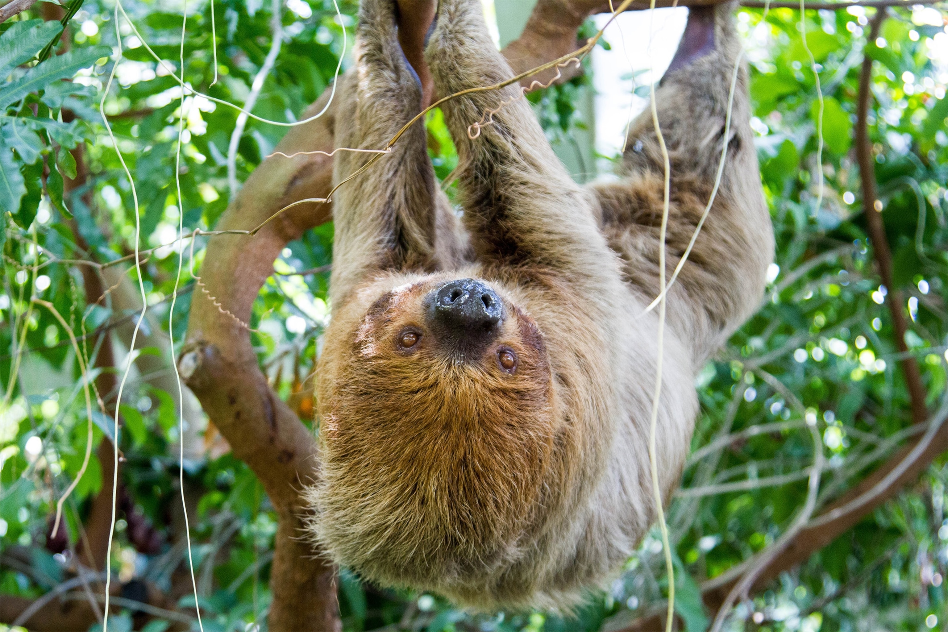 Sloth at Moody Gardens