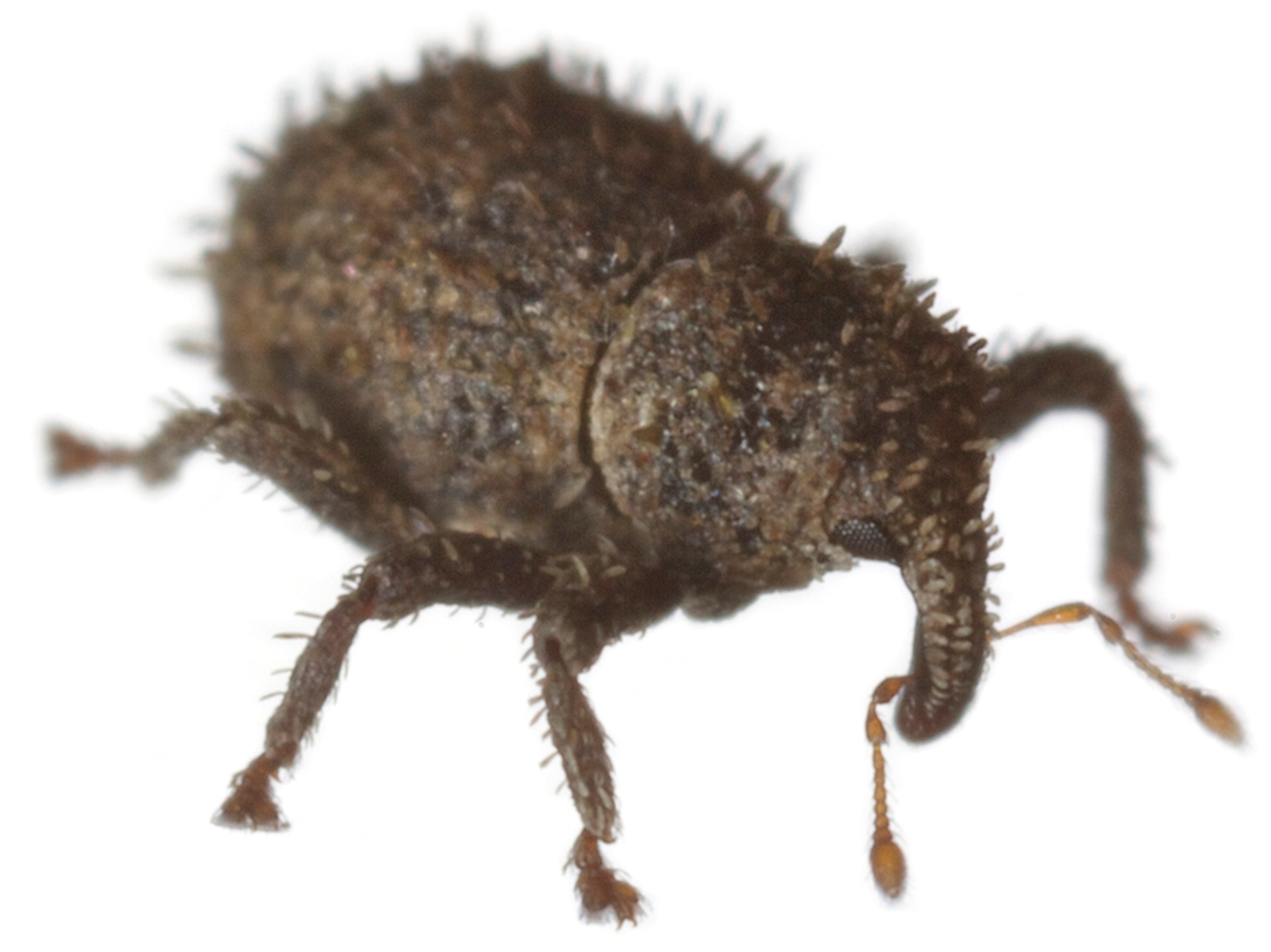 Common Name: Miocallus weevil, Scientific Name: Miocalles vagus, Magnification: 5x,