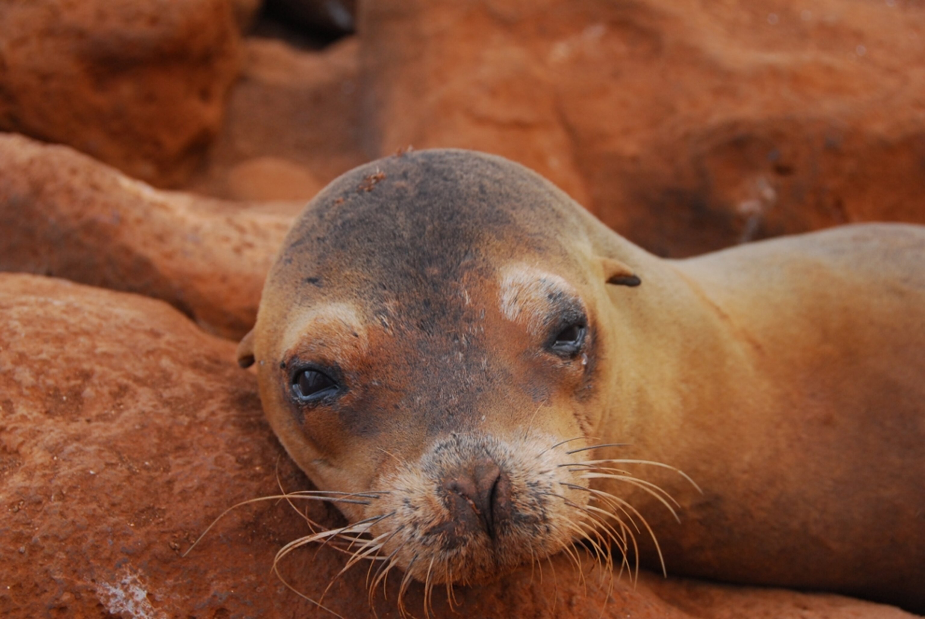 Sea lion, Galapagos Islands
