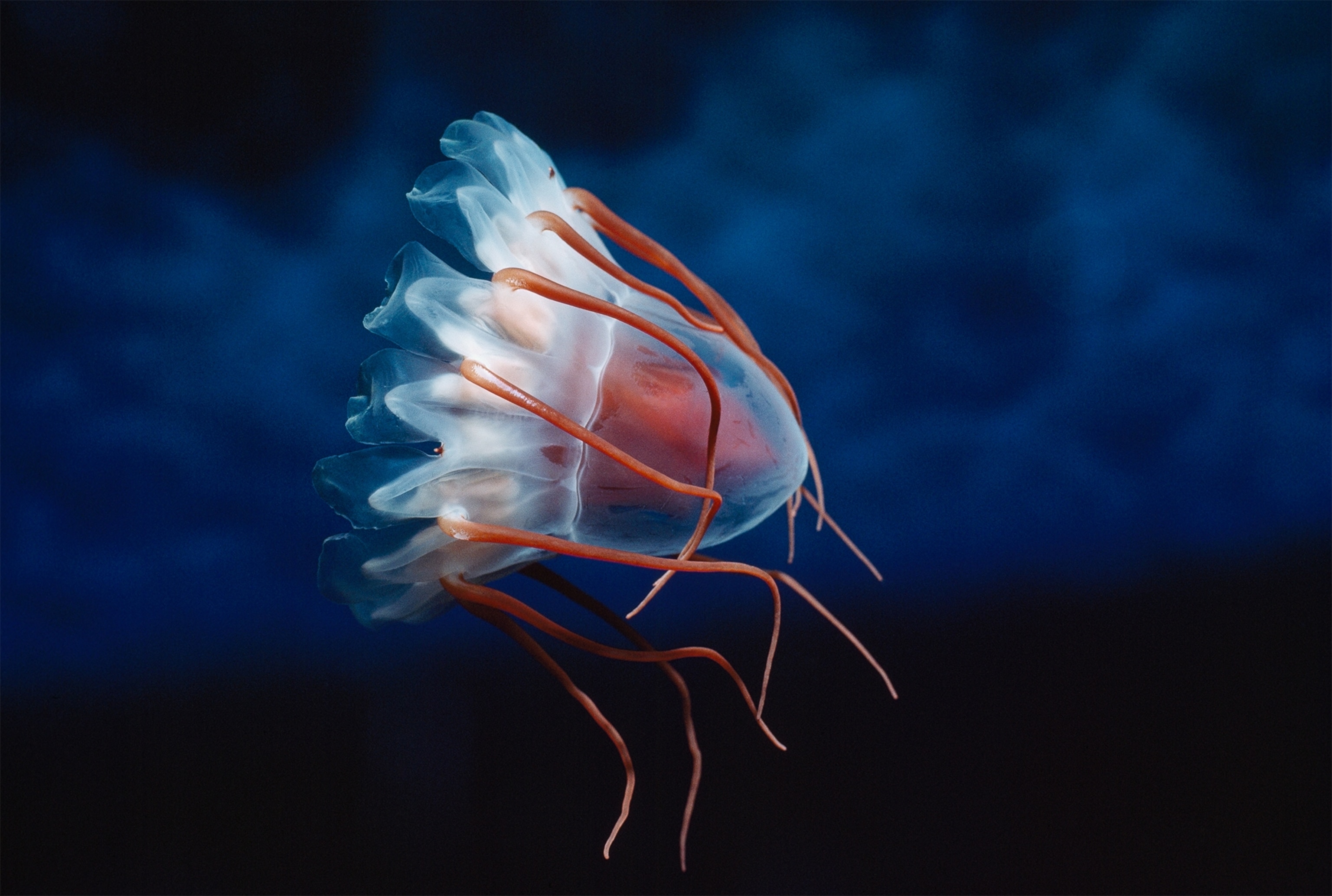 a helmet jellyfish