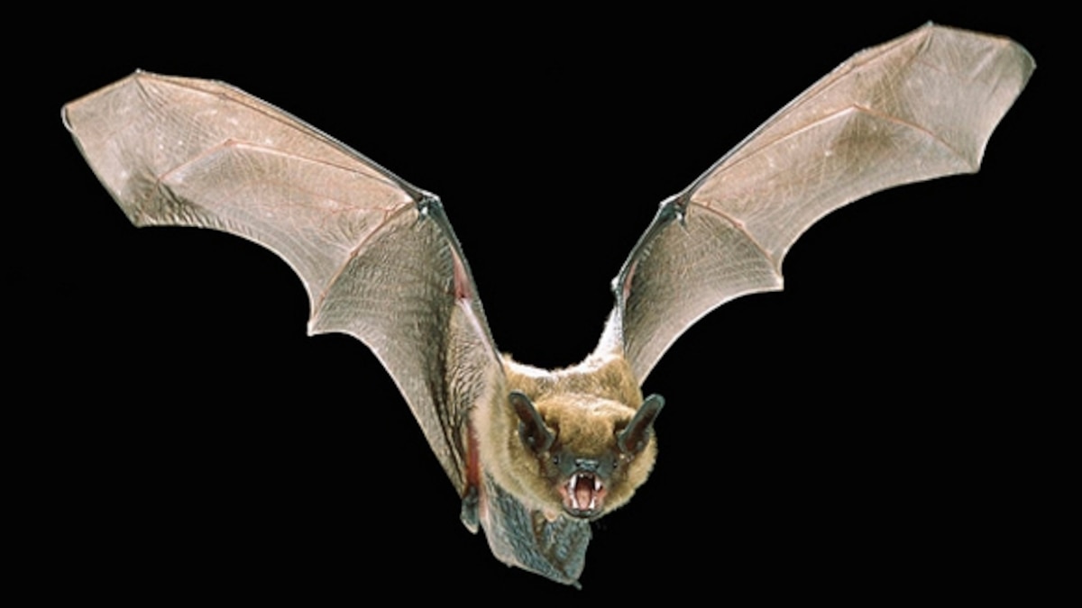 As bats hibernate through the winter, so does rabies