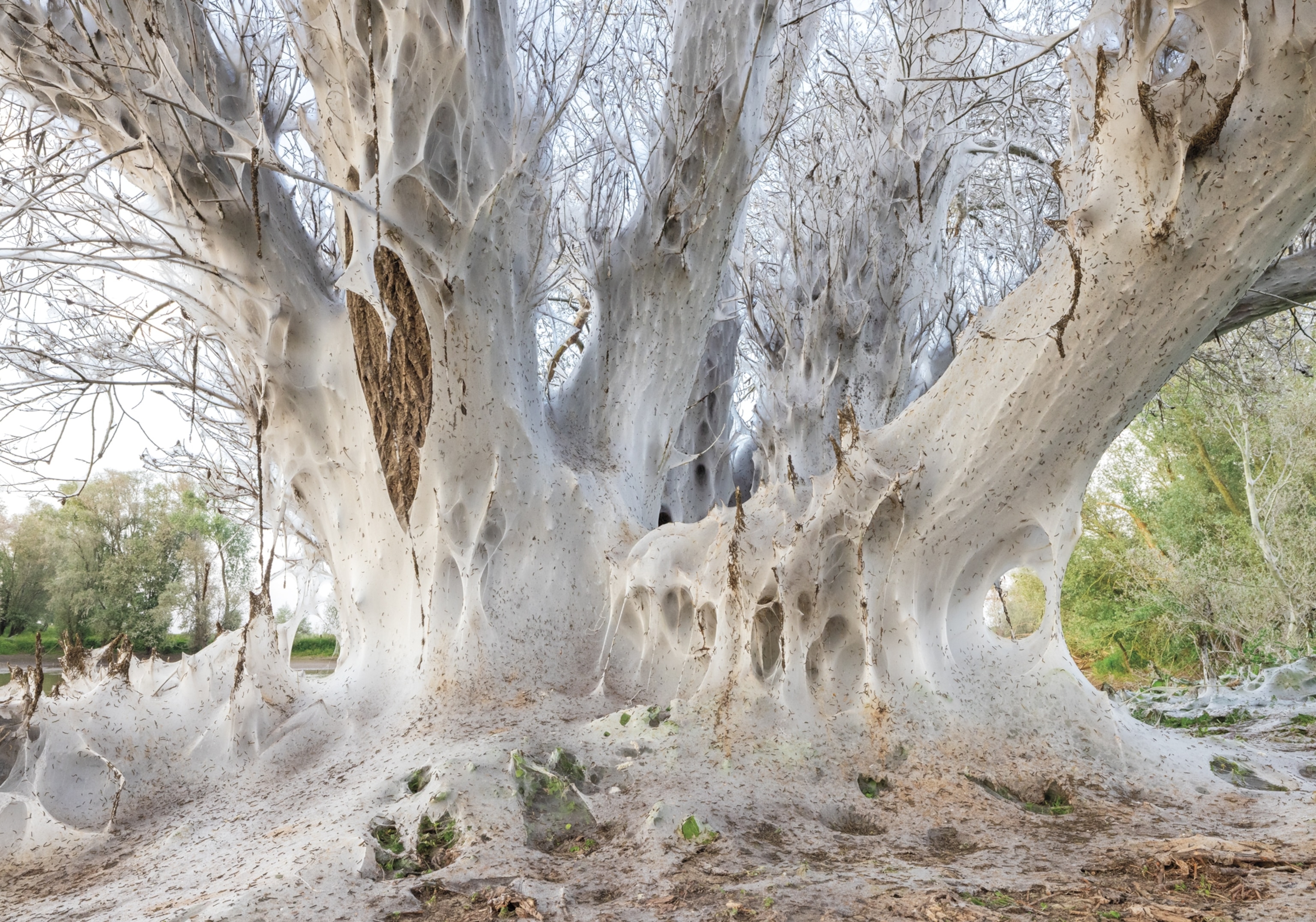 Hundreds of tiny, dark ermine moth caterpillars cover a tree in white silk.