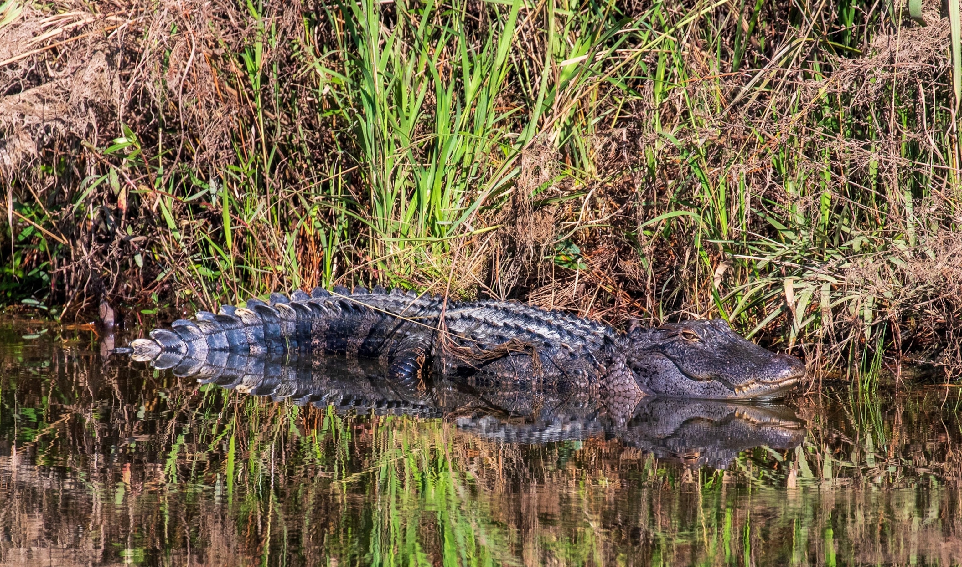 An alligator sitting at the bank of a river with green and brown plants.