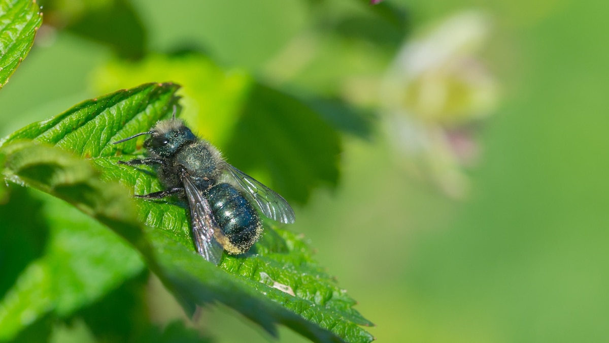 Insecticides can reduce bee fertility, causing lasting harm across ...