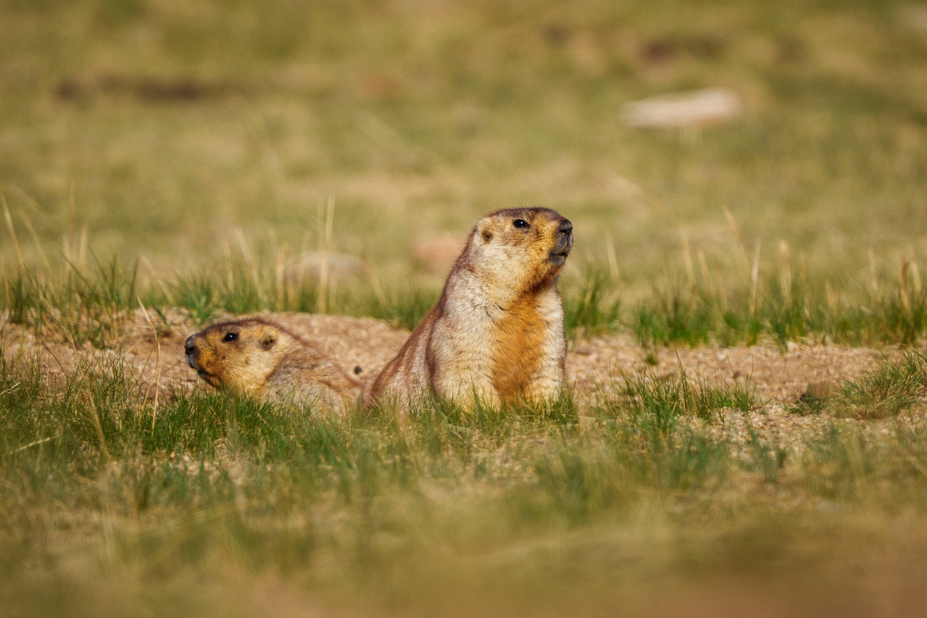 Two light brown marmots stand facing away from each other in a field of grass