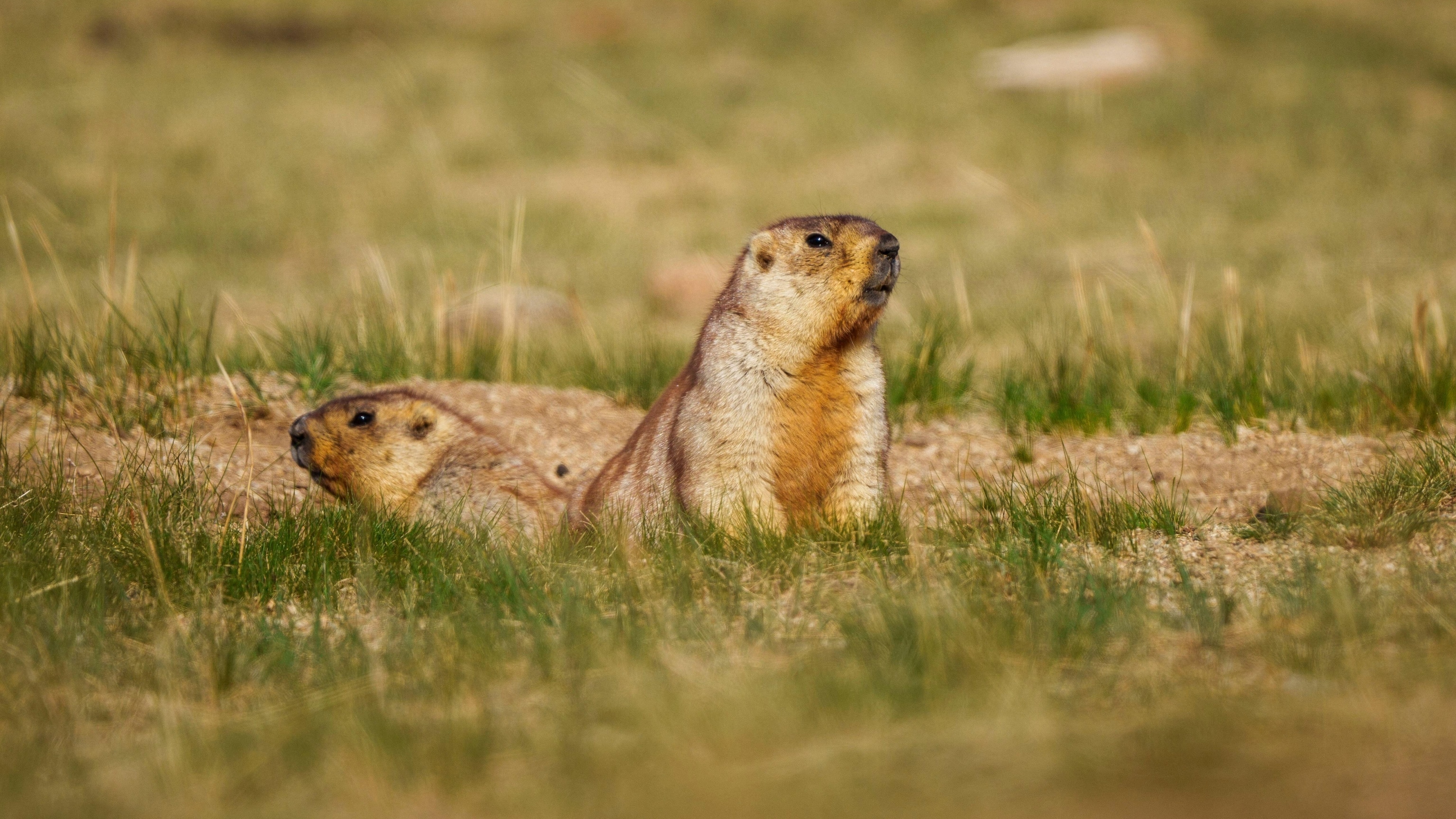 Thinking About Plague? Consider the Marmot.
