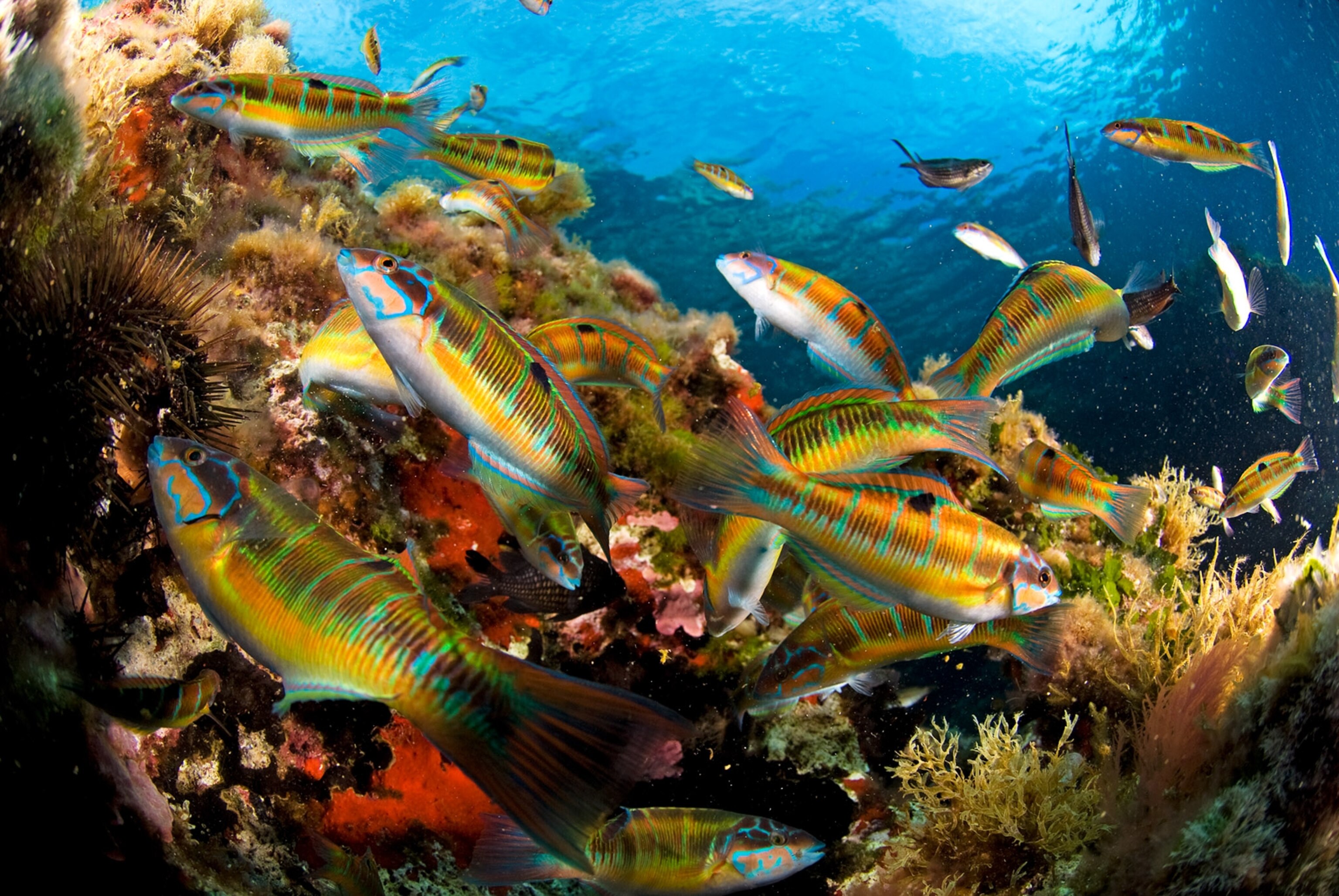 Rainbow wrasses