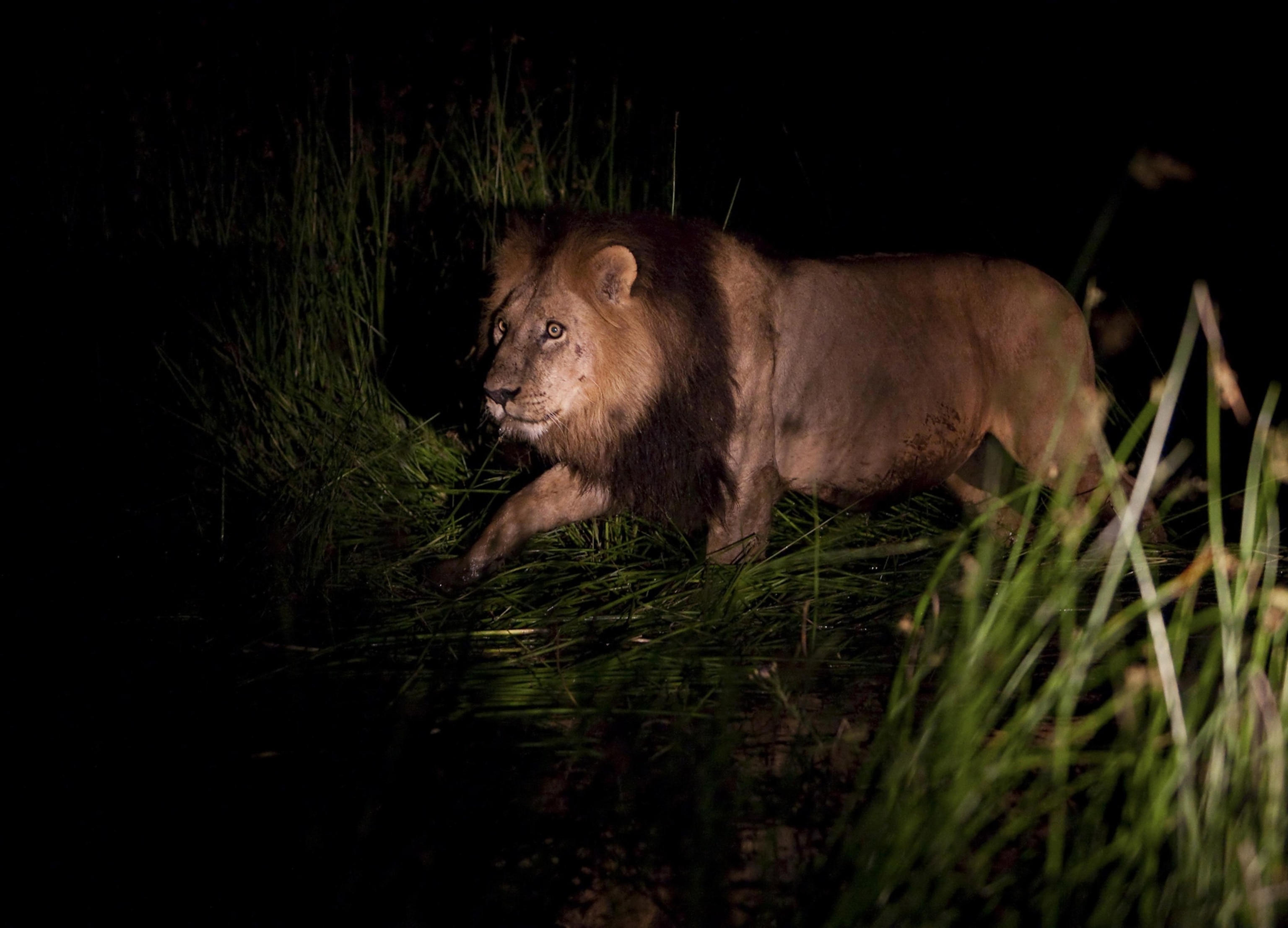A male lion prowls after dark amongst green reeds