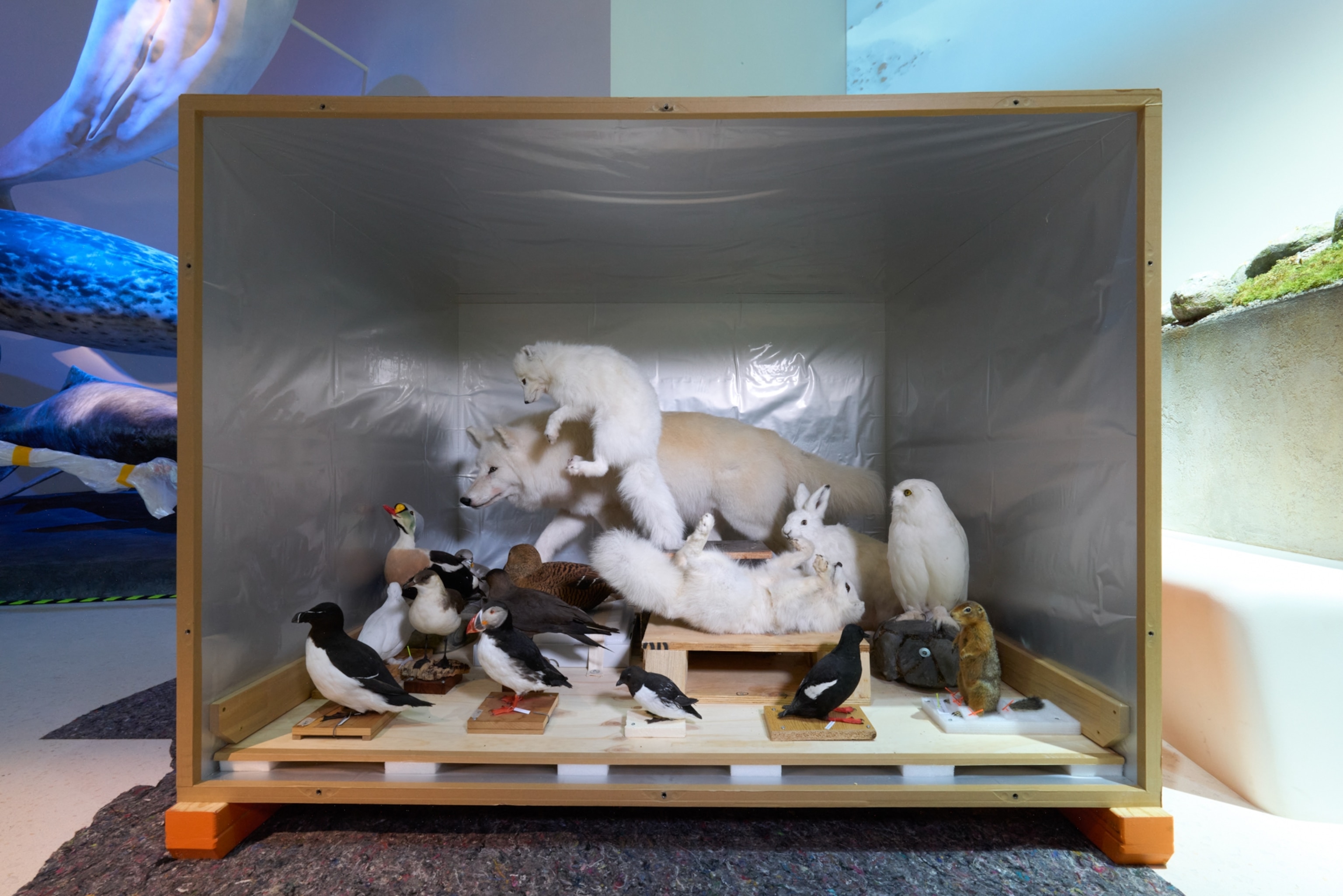Taxidermied birds, foxes, a wolf, a hare, and a squirrel displayed in a museum exhibit.