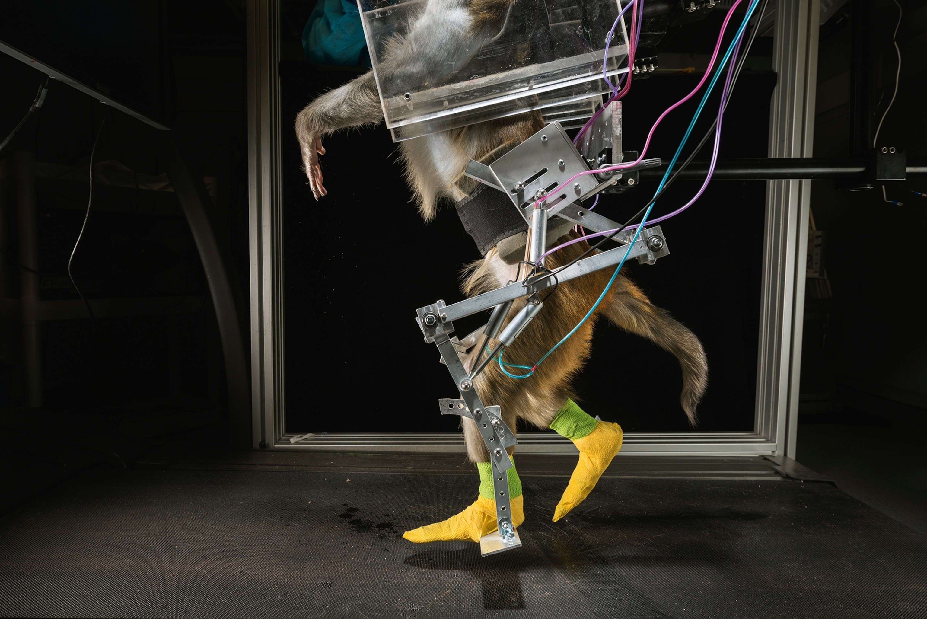 Exoskeleton: Mango, a rhesus macaque, wears a pneumatically-powered exoskeleton which is able to move his legs in stepping patterns similar to those in bipedal locomotion. The exoskeleton can perform pre-programmed movements, and also can be controlled by the monkey's brain activity.
