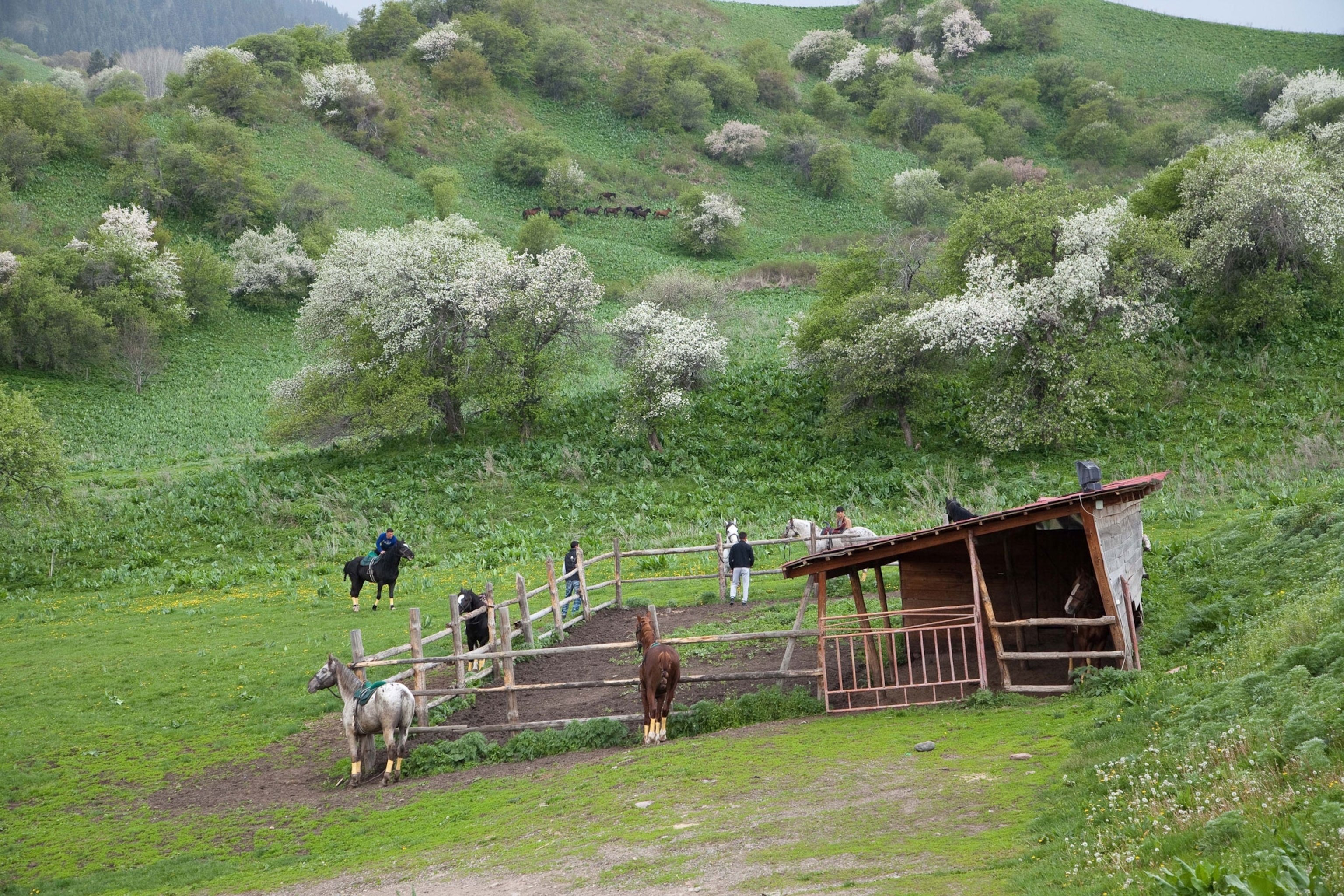 wild apple trees blooming on a farm in Kazakhstan
