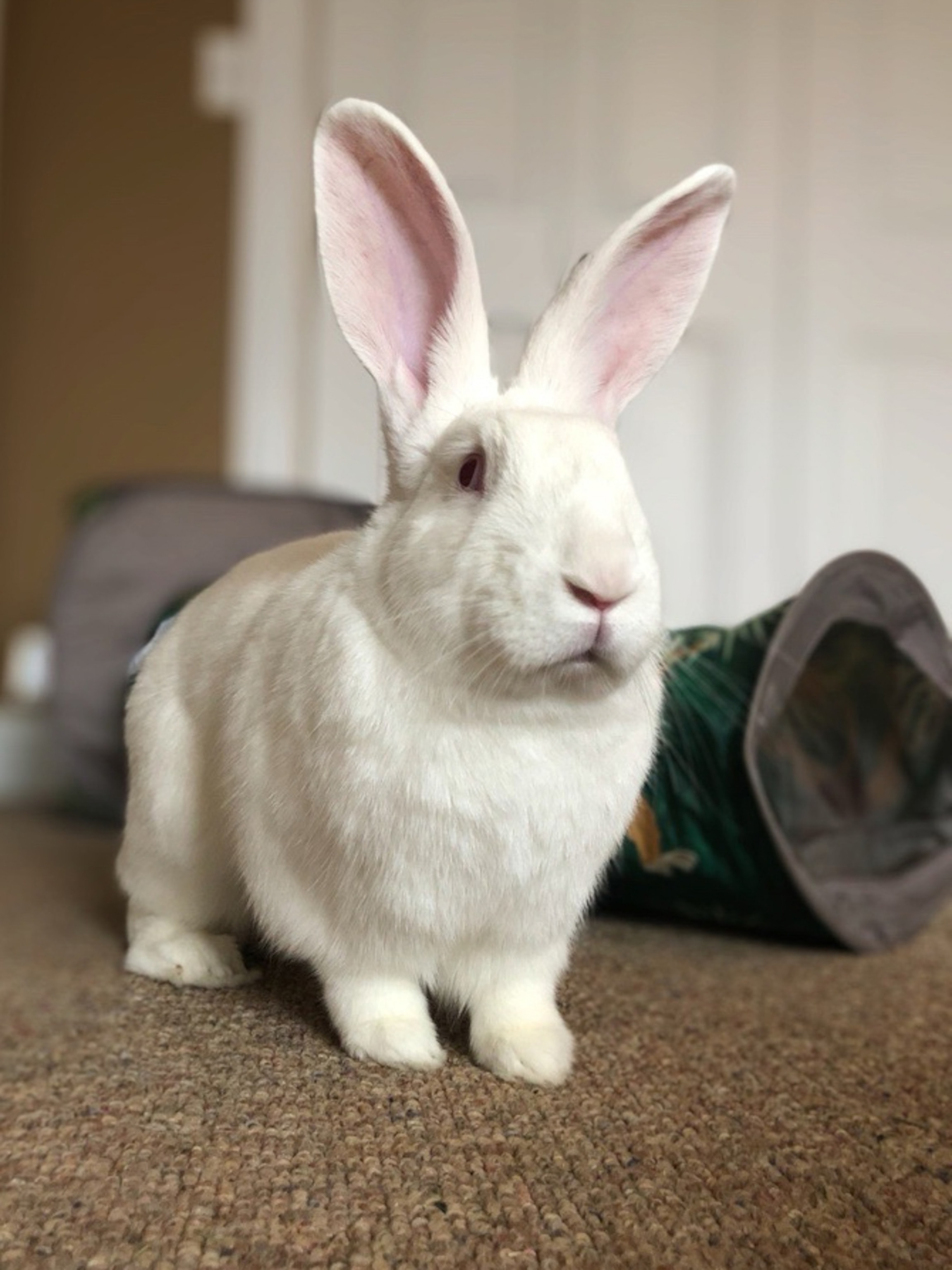 A white rabbit is sitting on carpet in front of a toy tunnel.