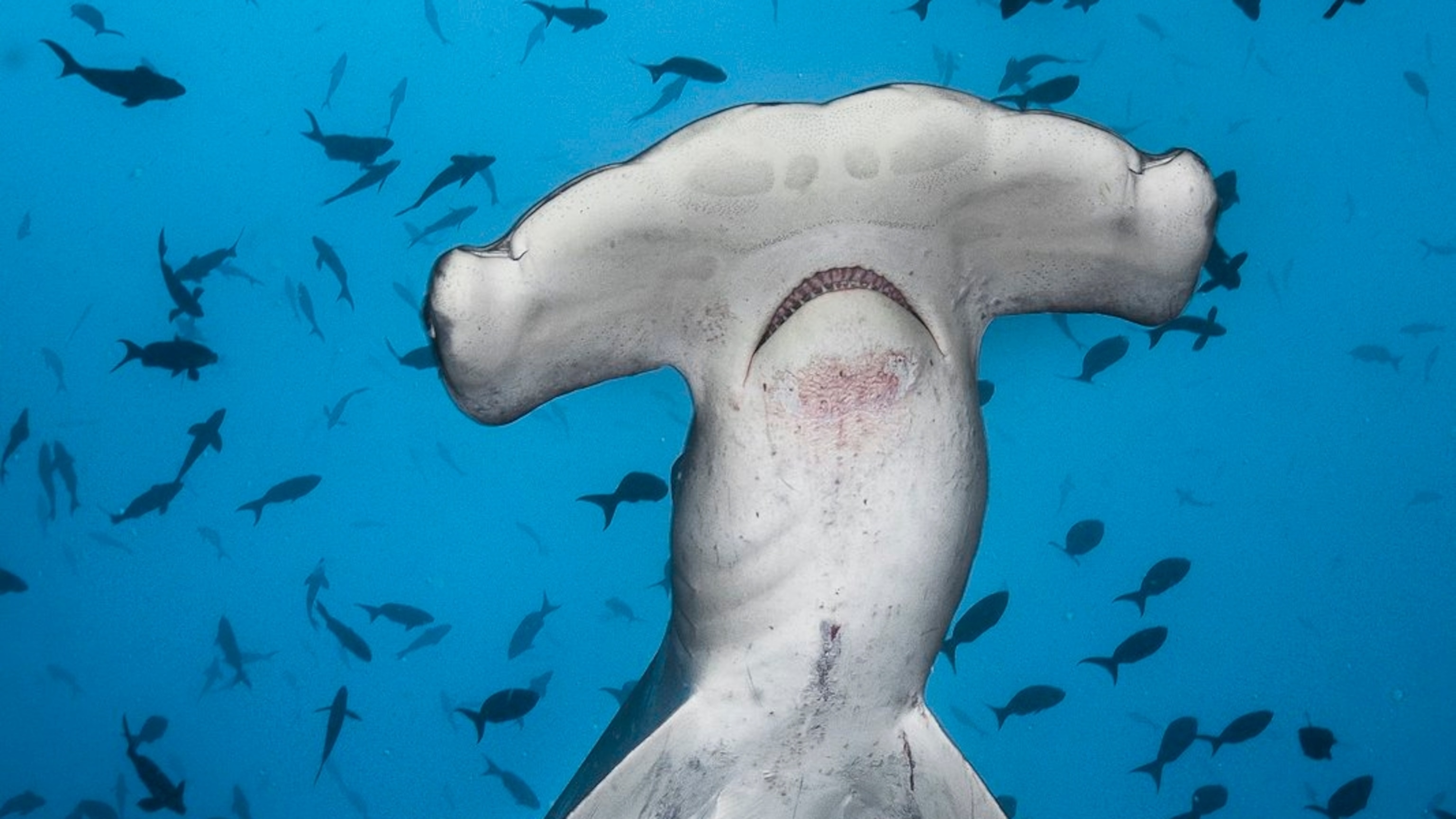 Hammerhead Sharks Up close