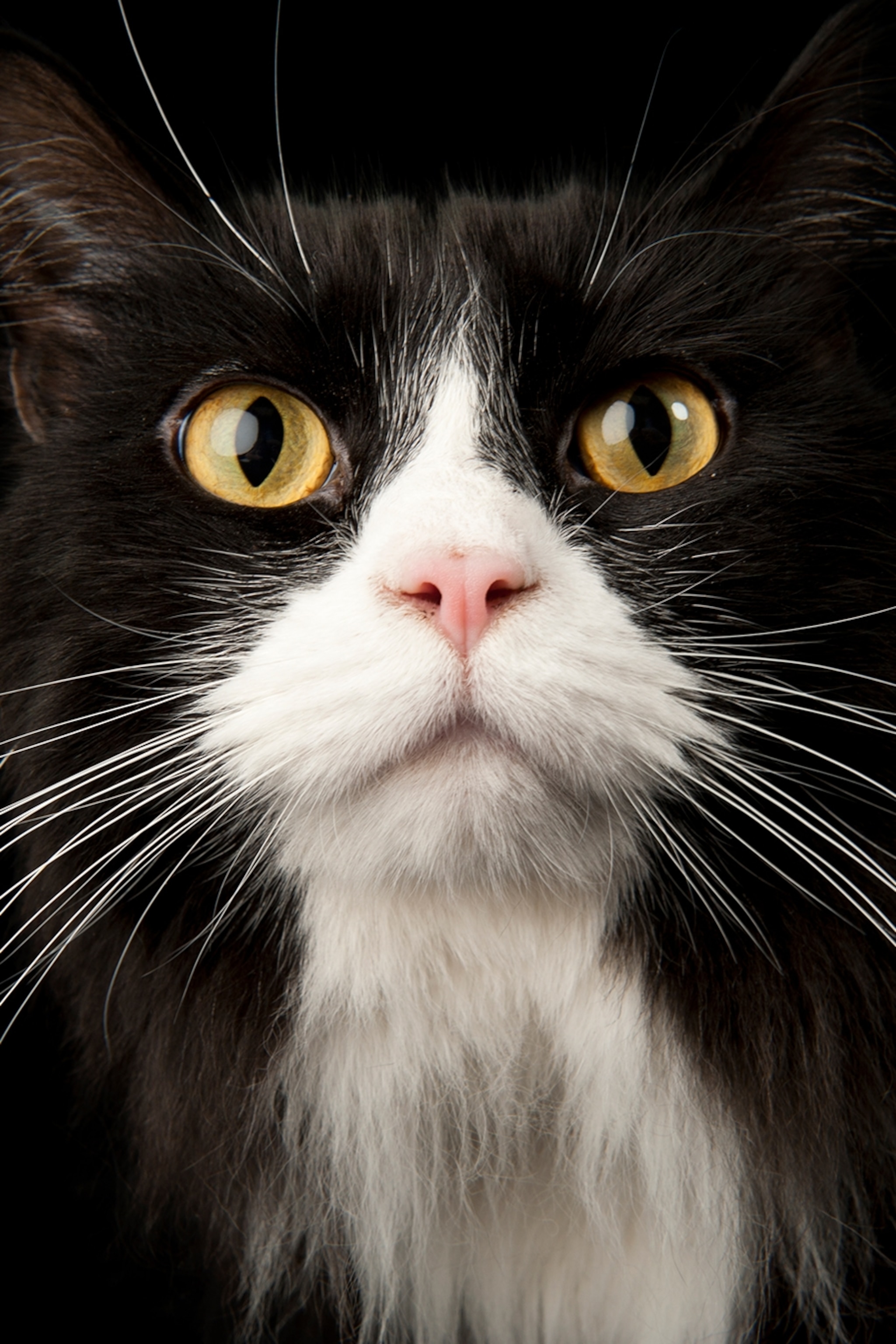 ANGRY CATS MEOWING LOUDLY Make your Cat Go Crazy! HD